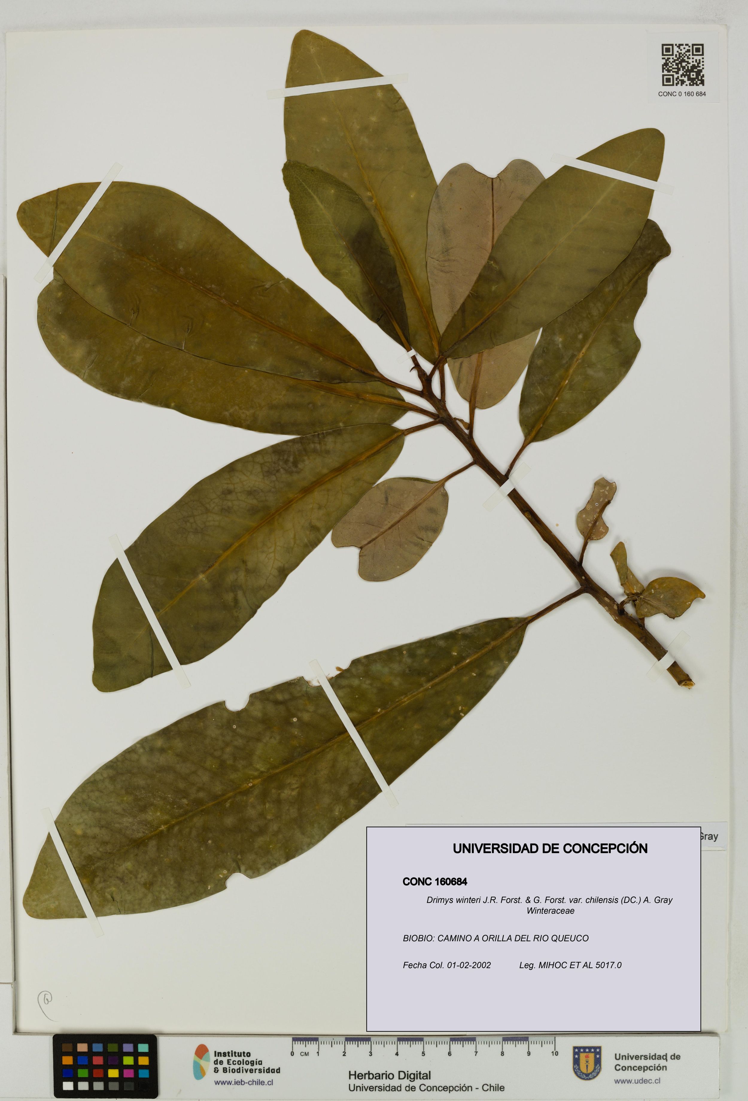 Drimys winteri var. chilensis [Espécimen: ]