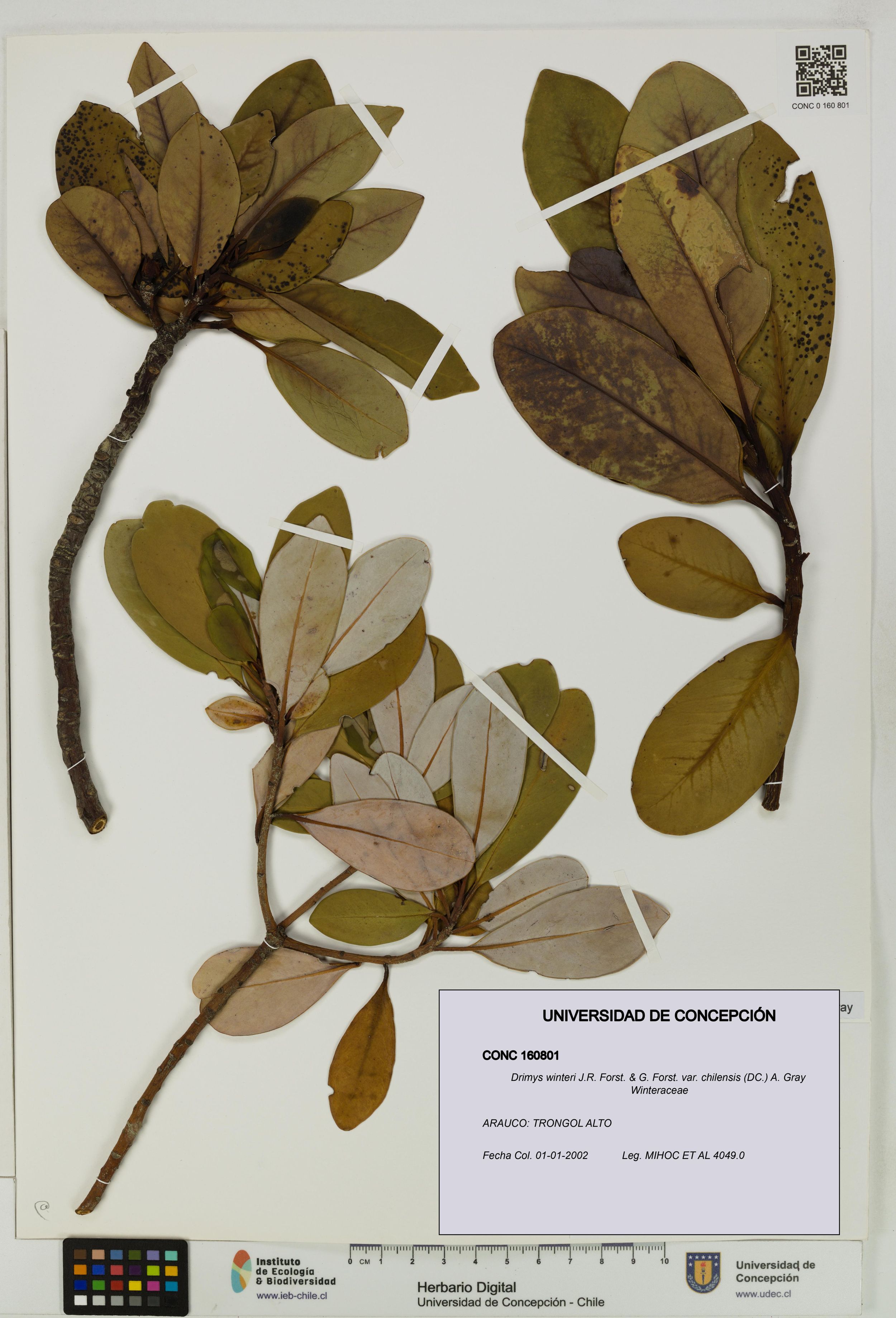 Drimys winteri var. chilensis [Espécimen: ]
