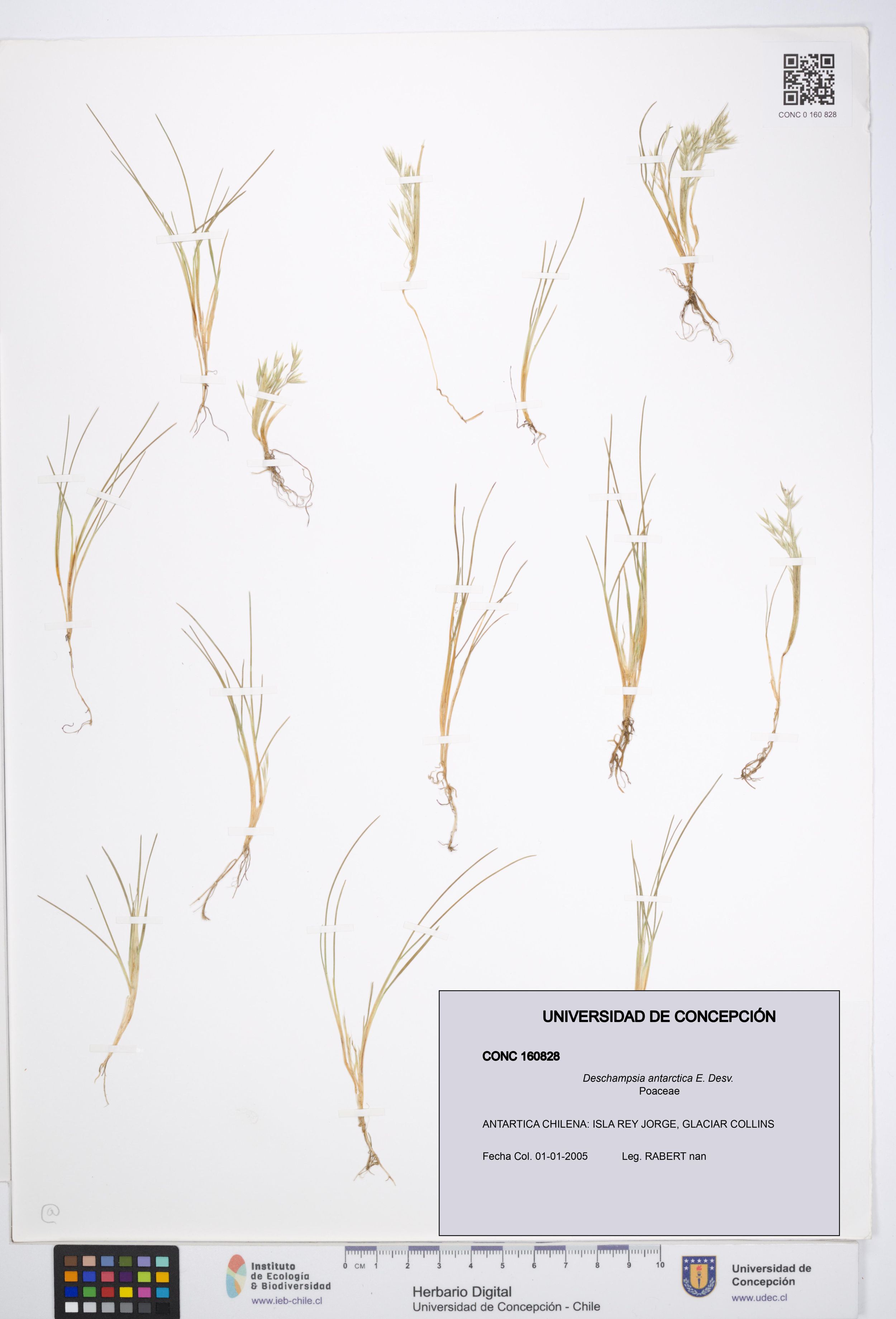 Deschampsia antarctica [Espécimen: ]