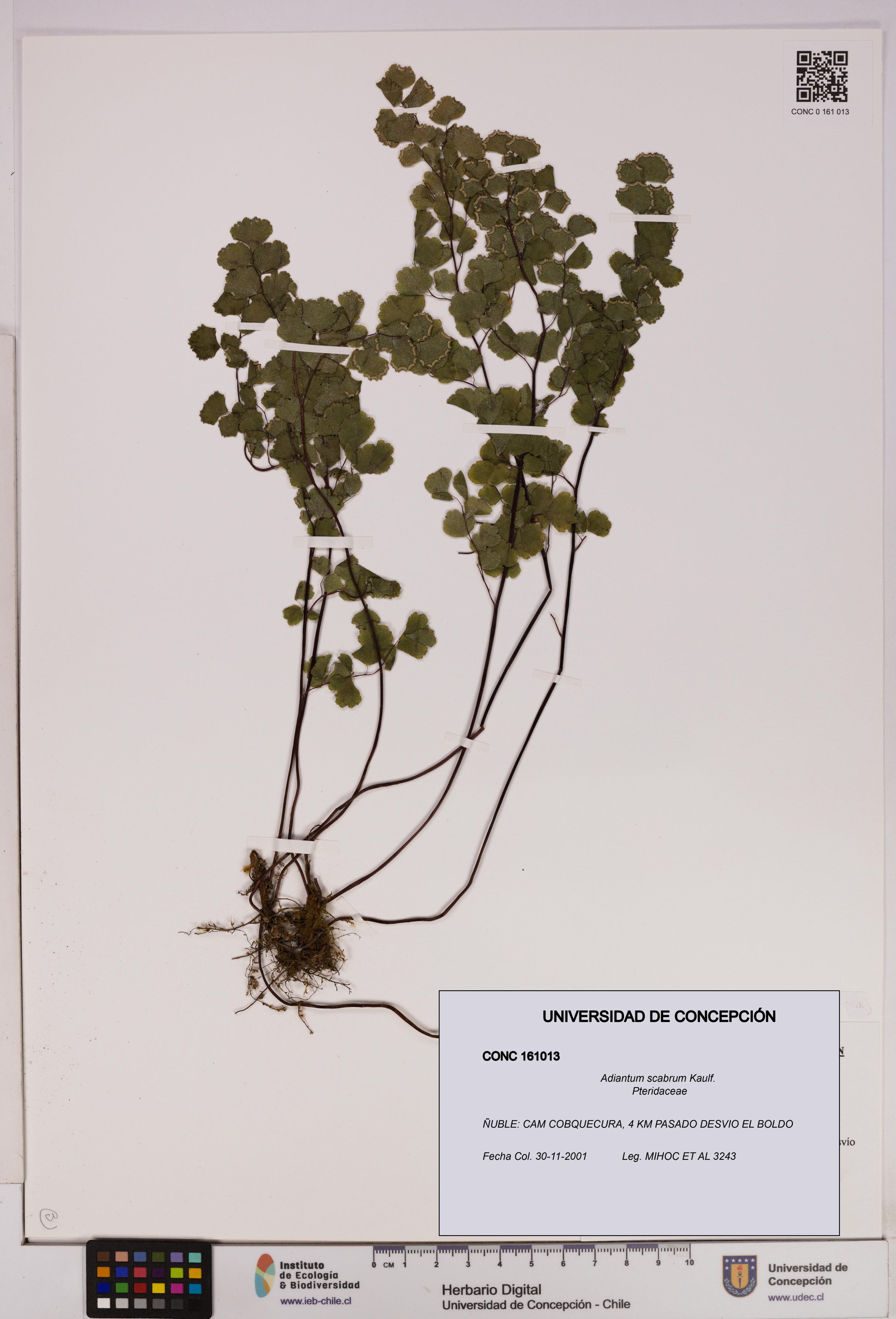 Adiantum scabrum [Espécimen: ]
