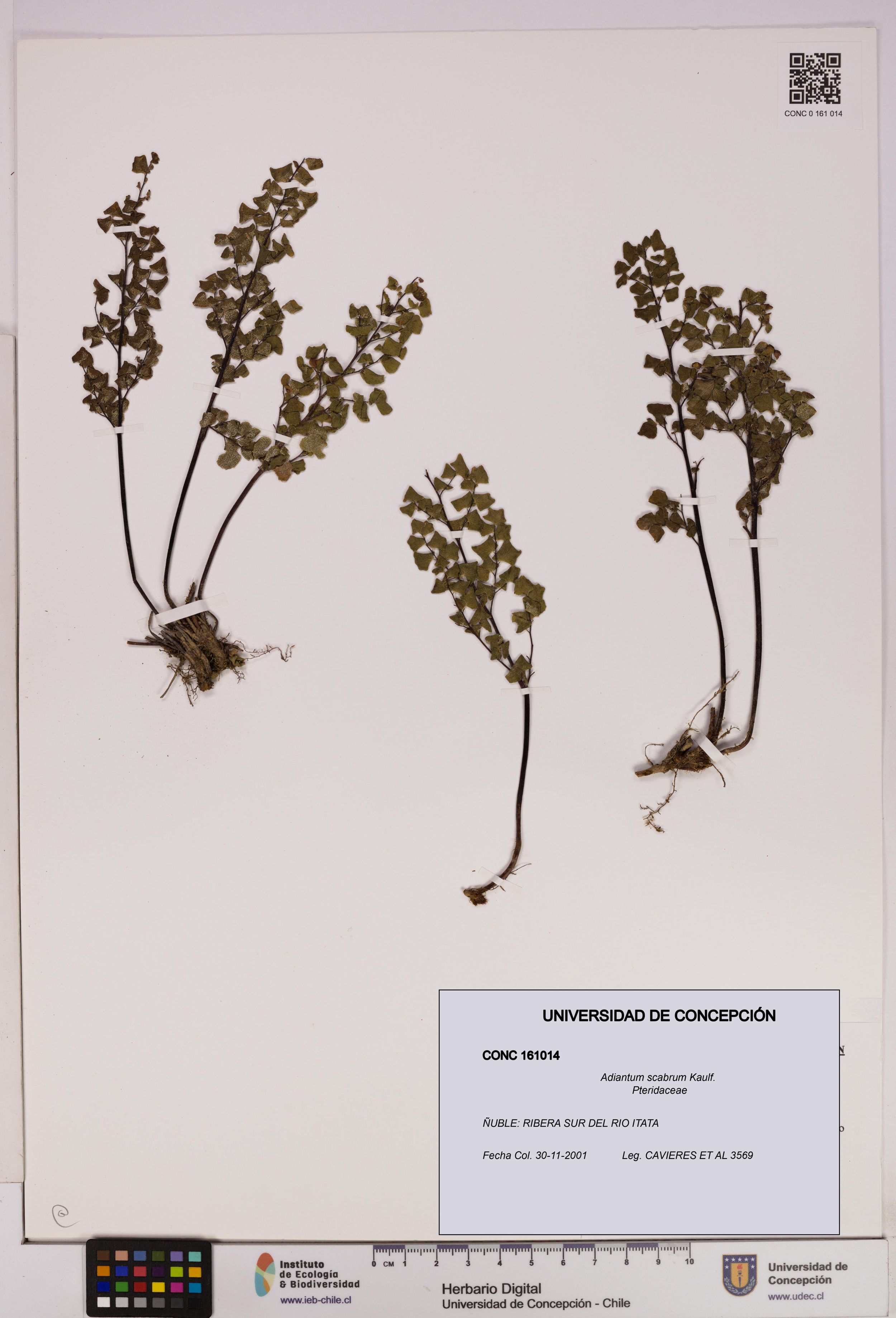 Adiantum scabrum [Espécimen: ]