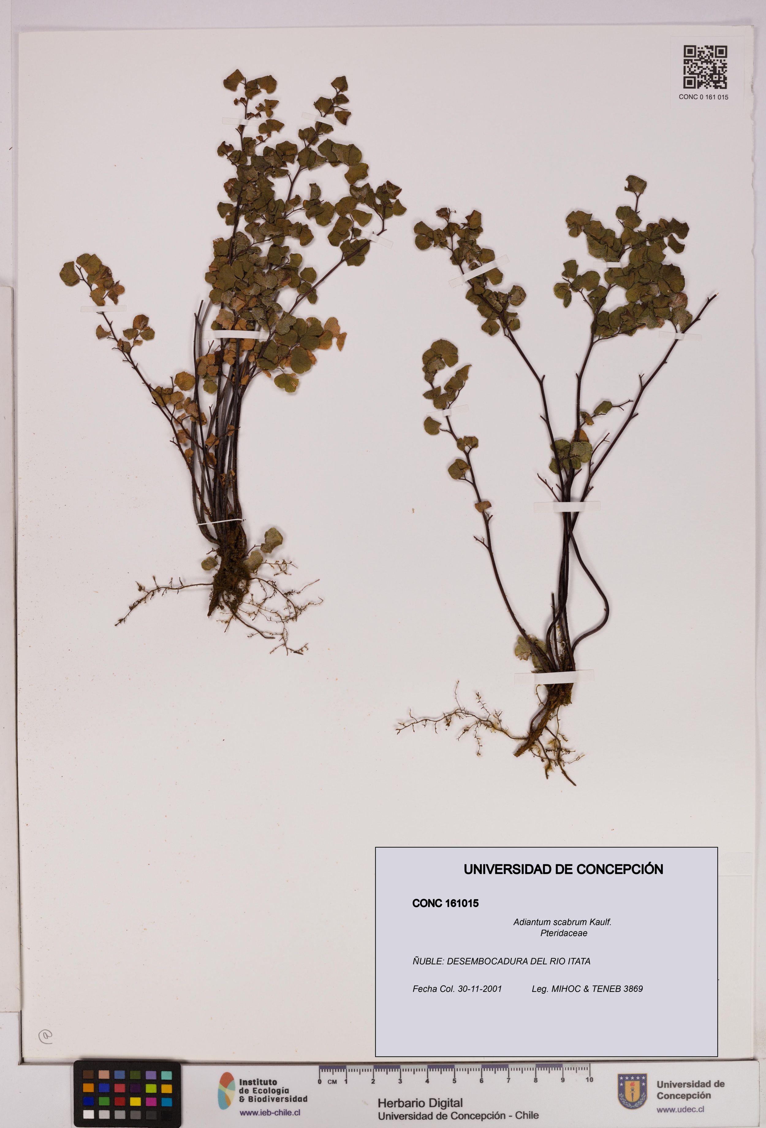 Adiantum scabrum [Espécimen: ]