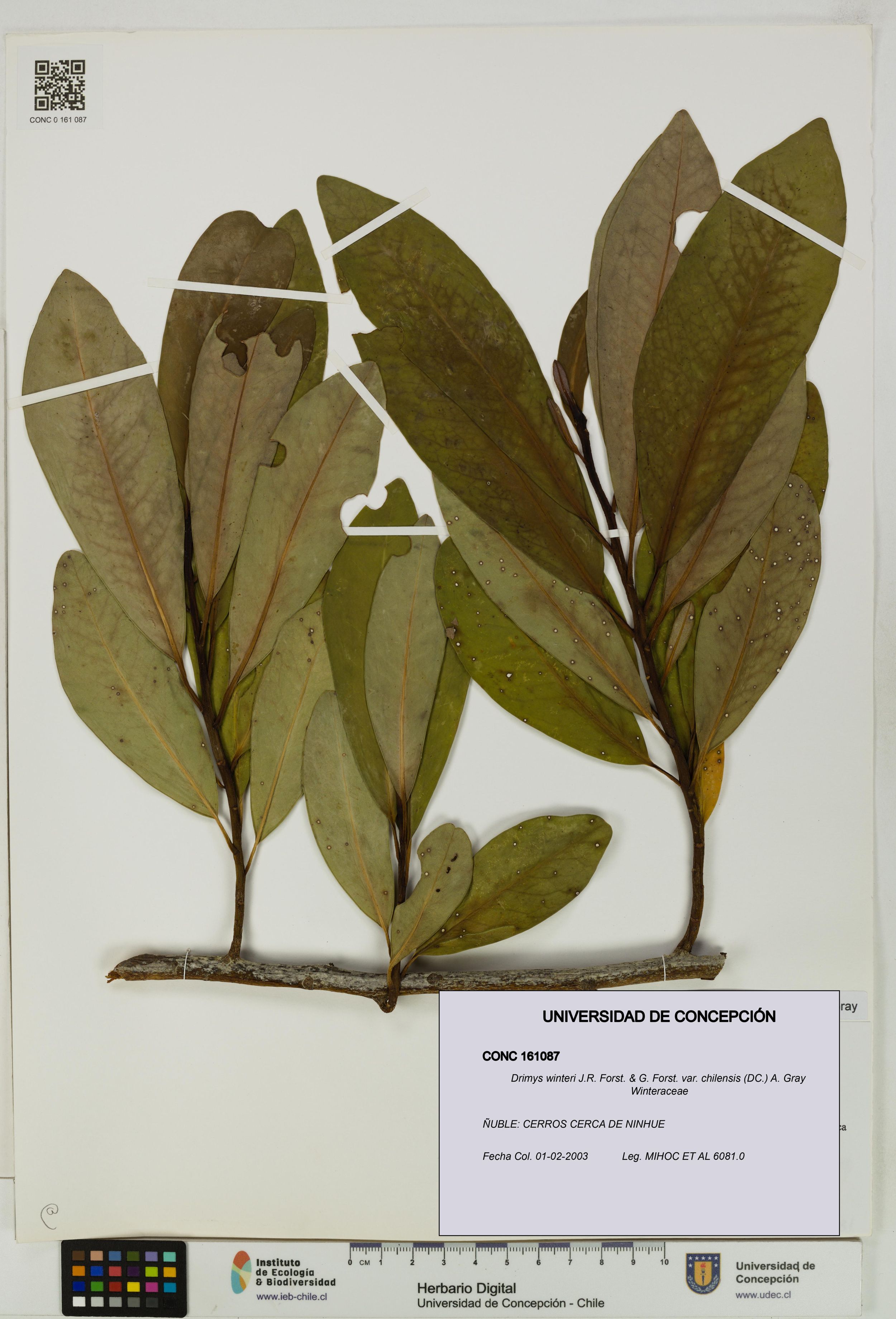 Drimys winteri var. chilensis [Espécimen: ]