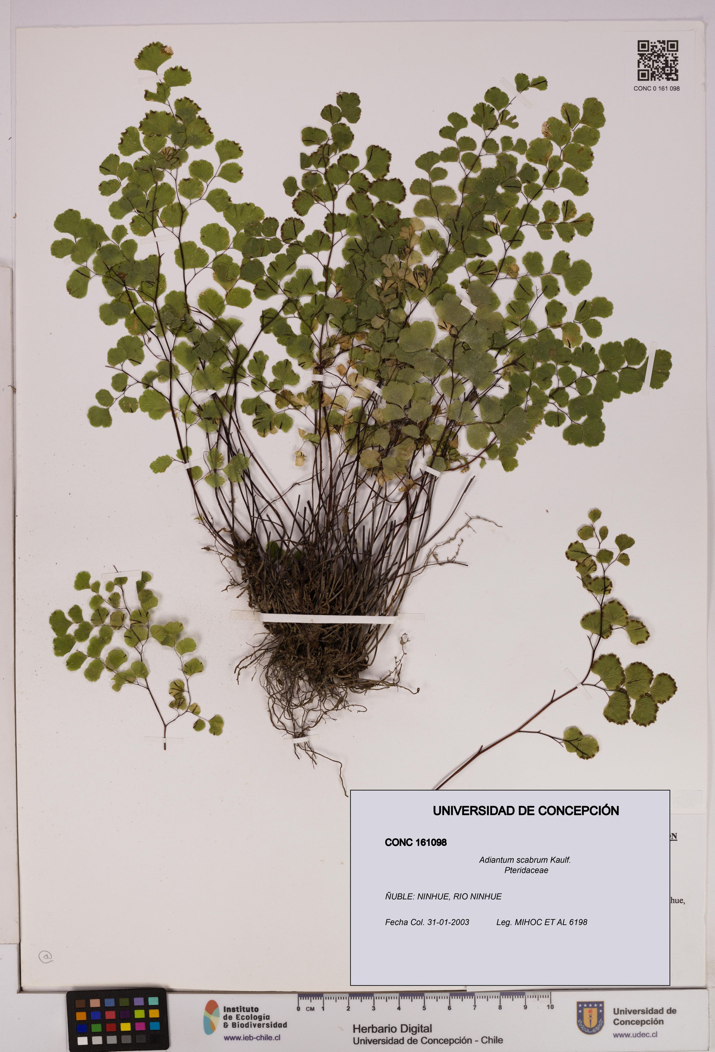 Adiantum scabrum [Espécimen: ]