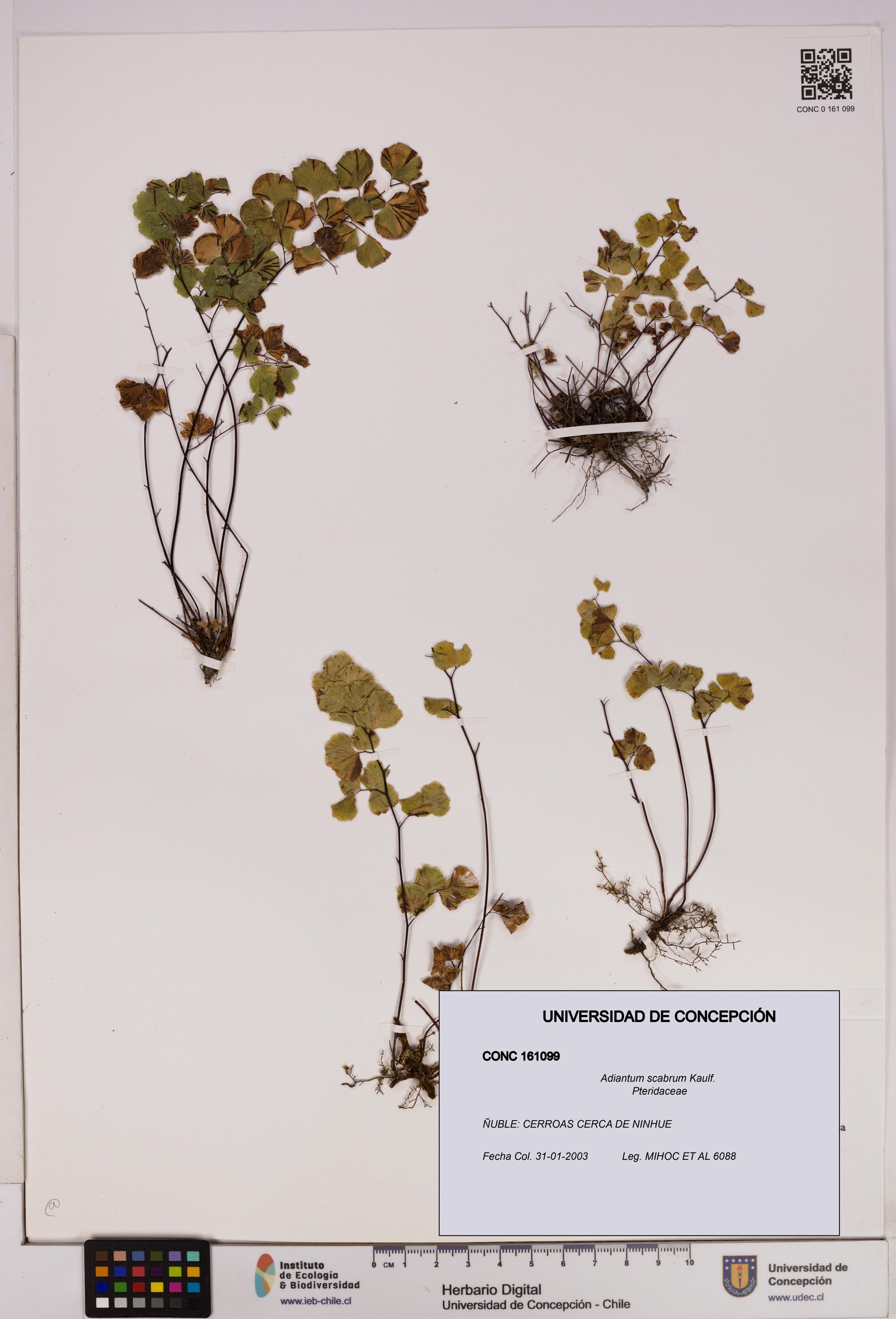 Adiantum scabrum [Espécimen: ]
