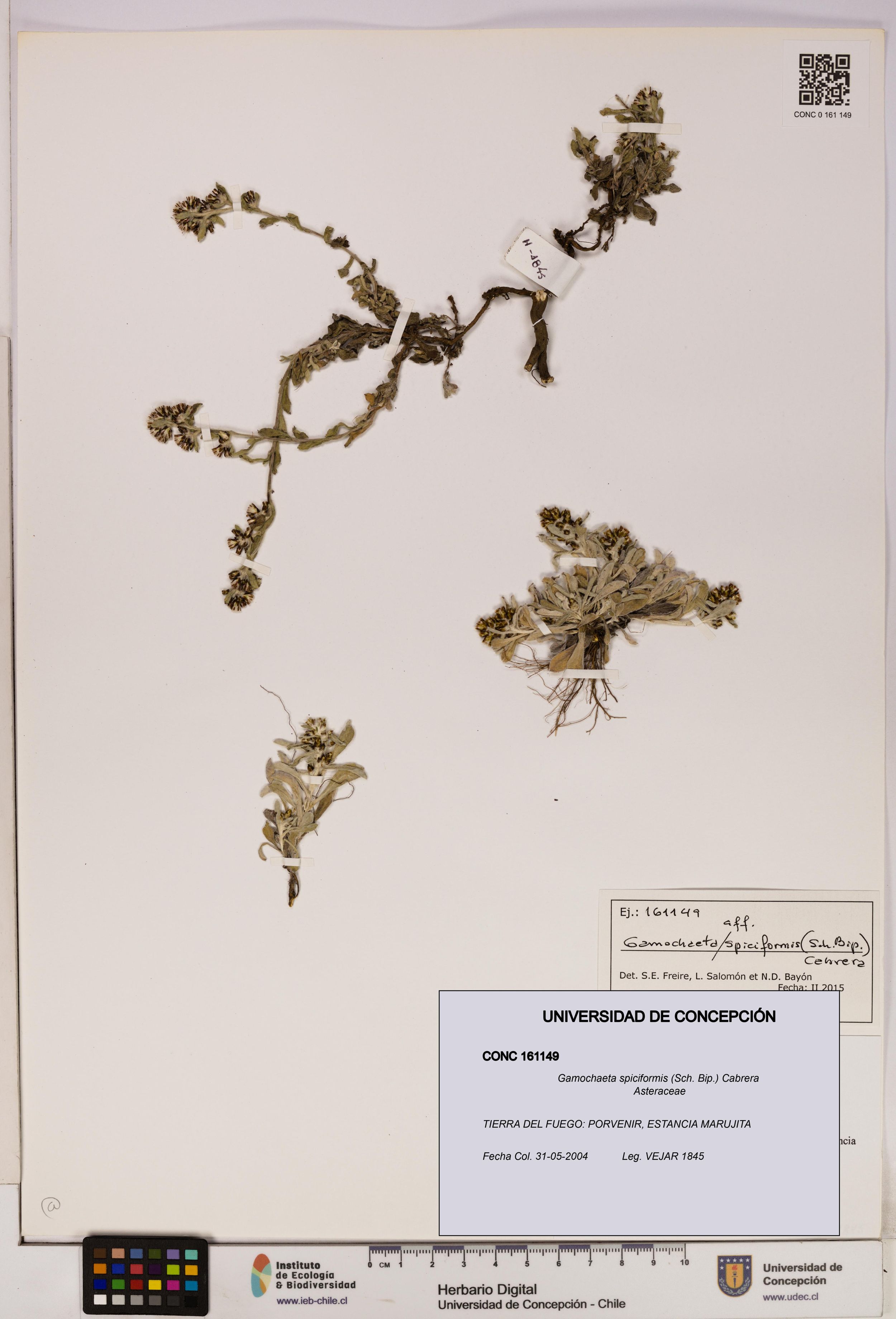 Gamochaeta spiciformis [Espécimen: ]