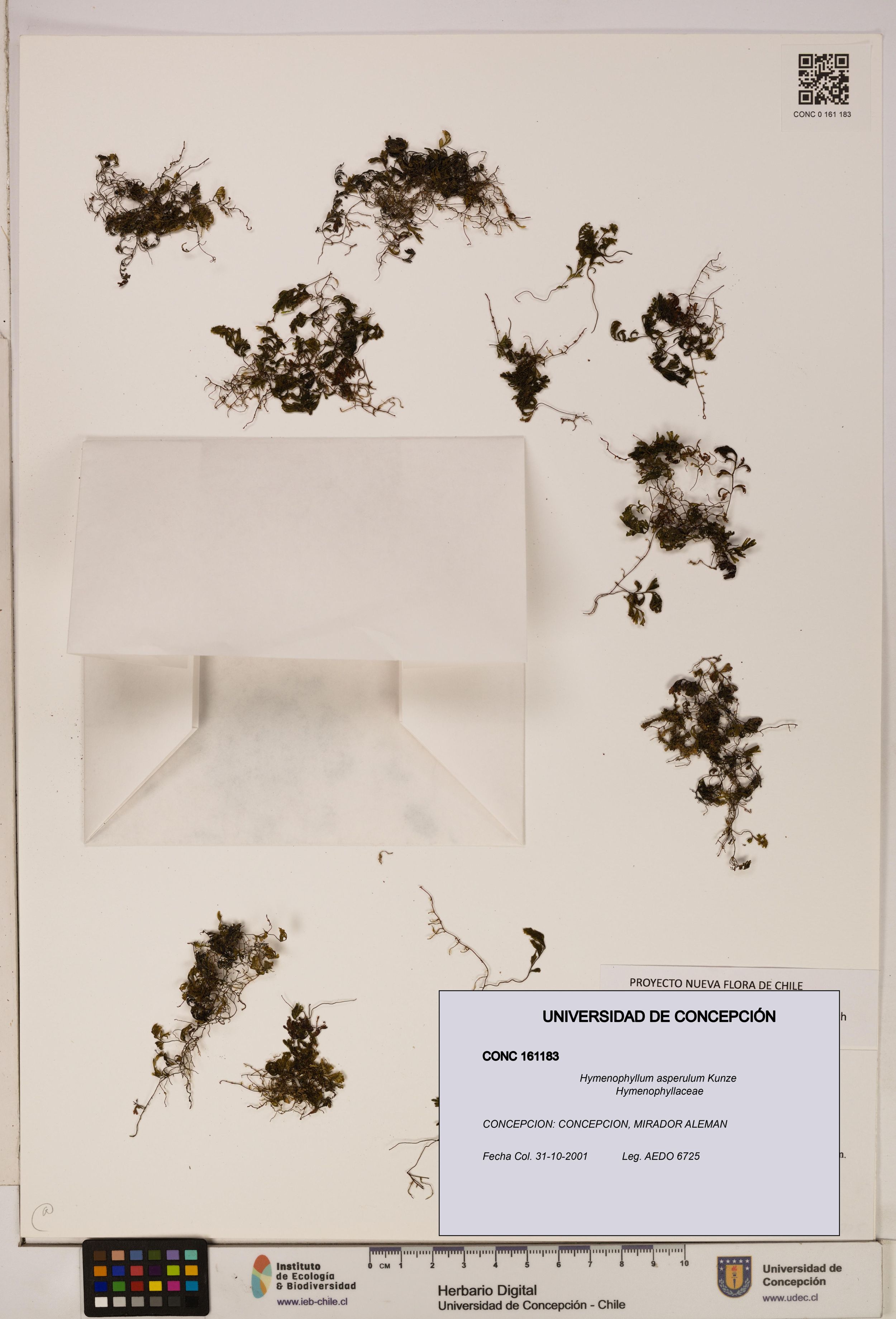 Hymenophyllum asperulum [Espécimen: ]