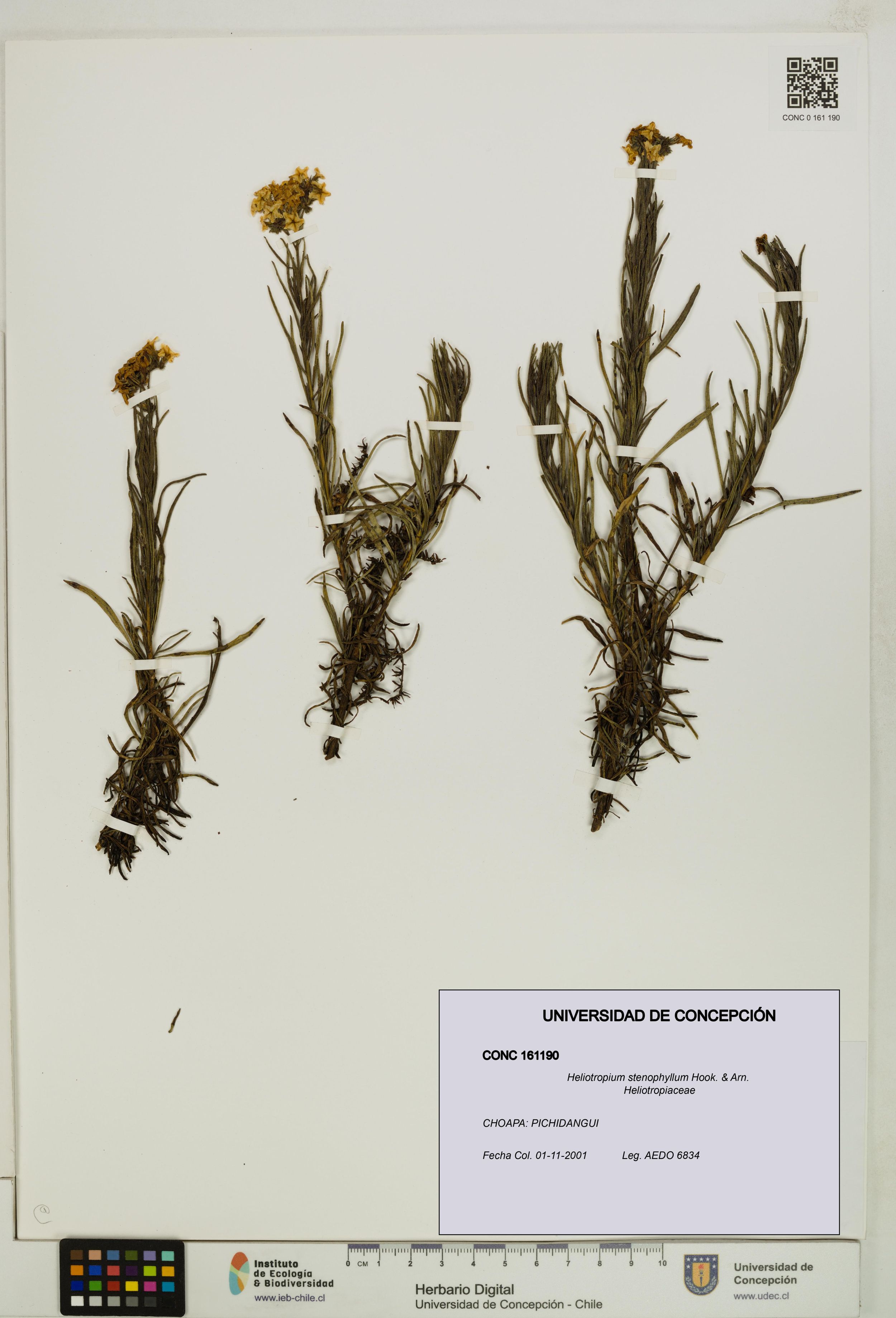 Heliotropium stenophyllum [Espécimen: ]