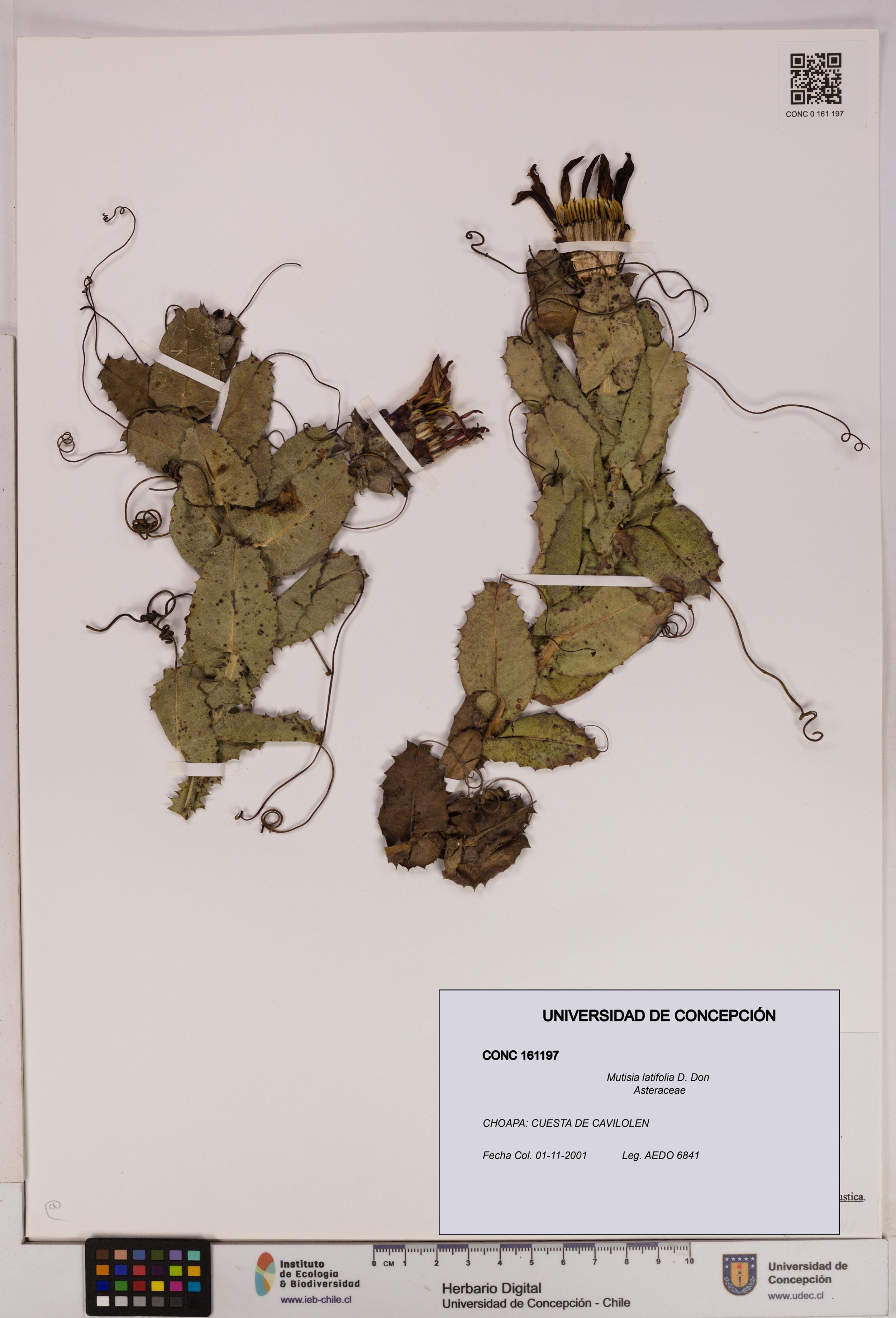 Mutisia latifolia [Espécimen: ]