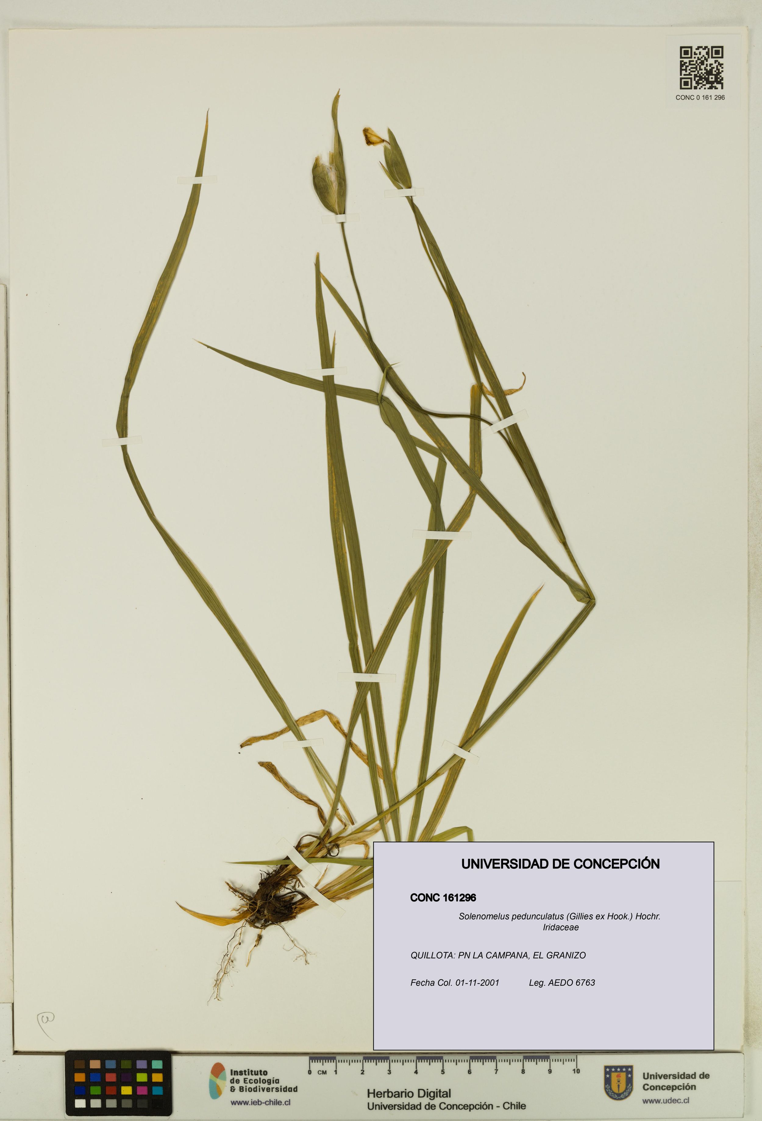 Solenomelus pedunculatus [Espécimen: ]