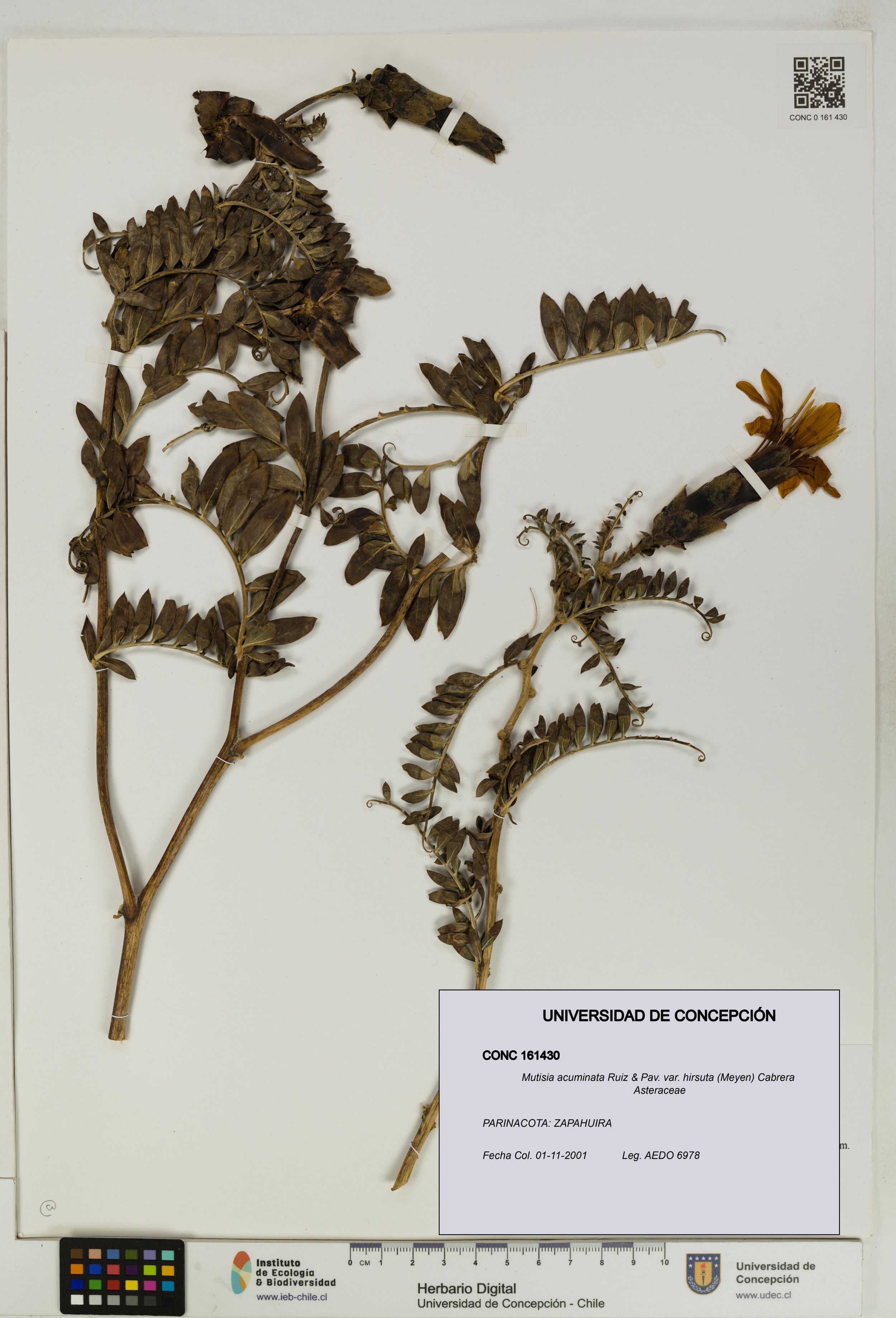 Mutisia acuminata var. hirsuta [Espécimen: ]