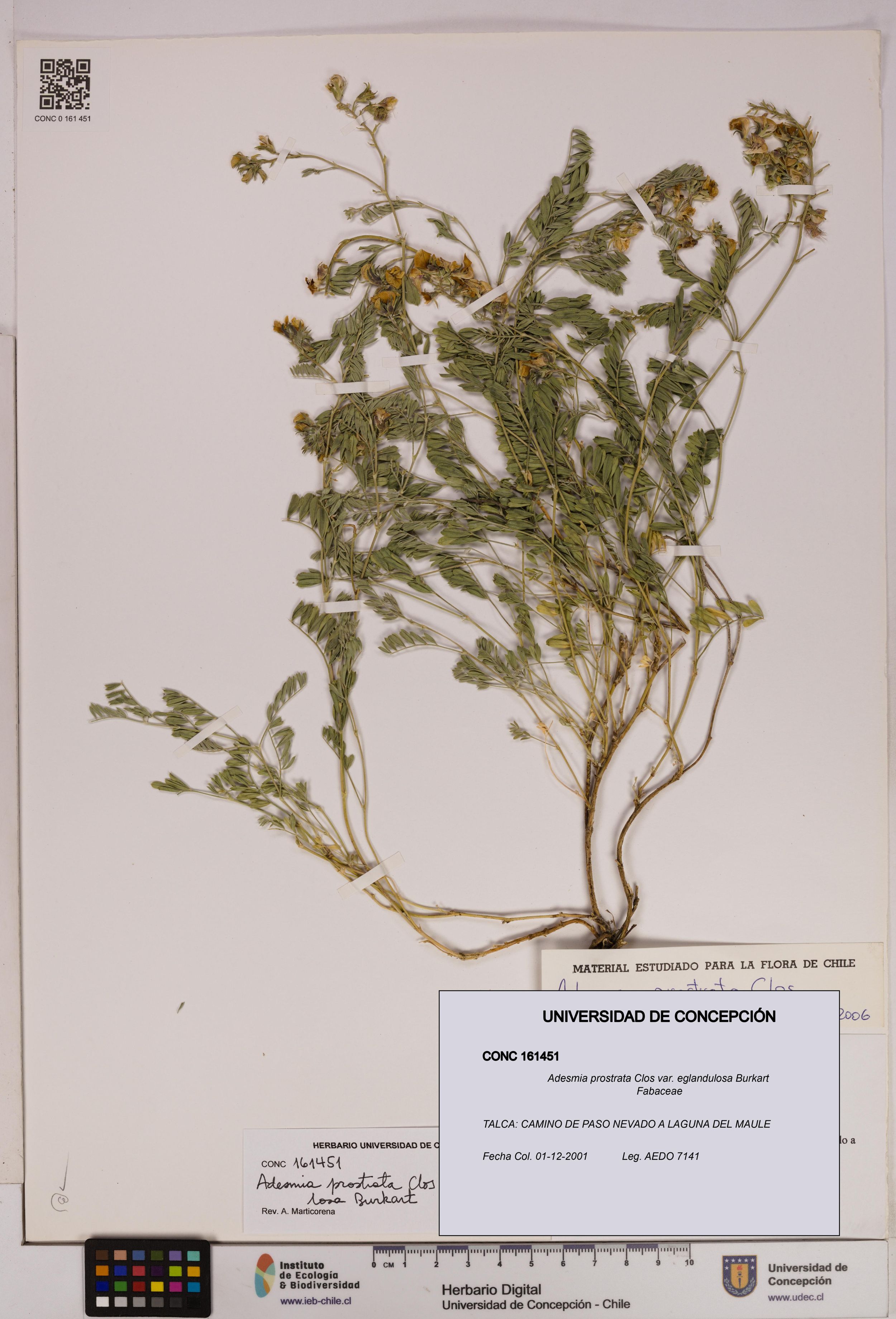 Adesmia prostrata var. eglandulosa [Espécimen: ]