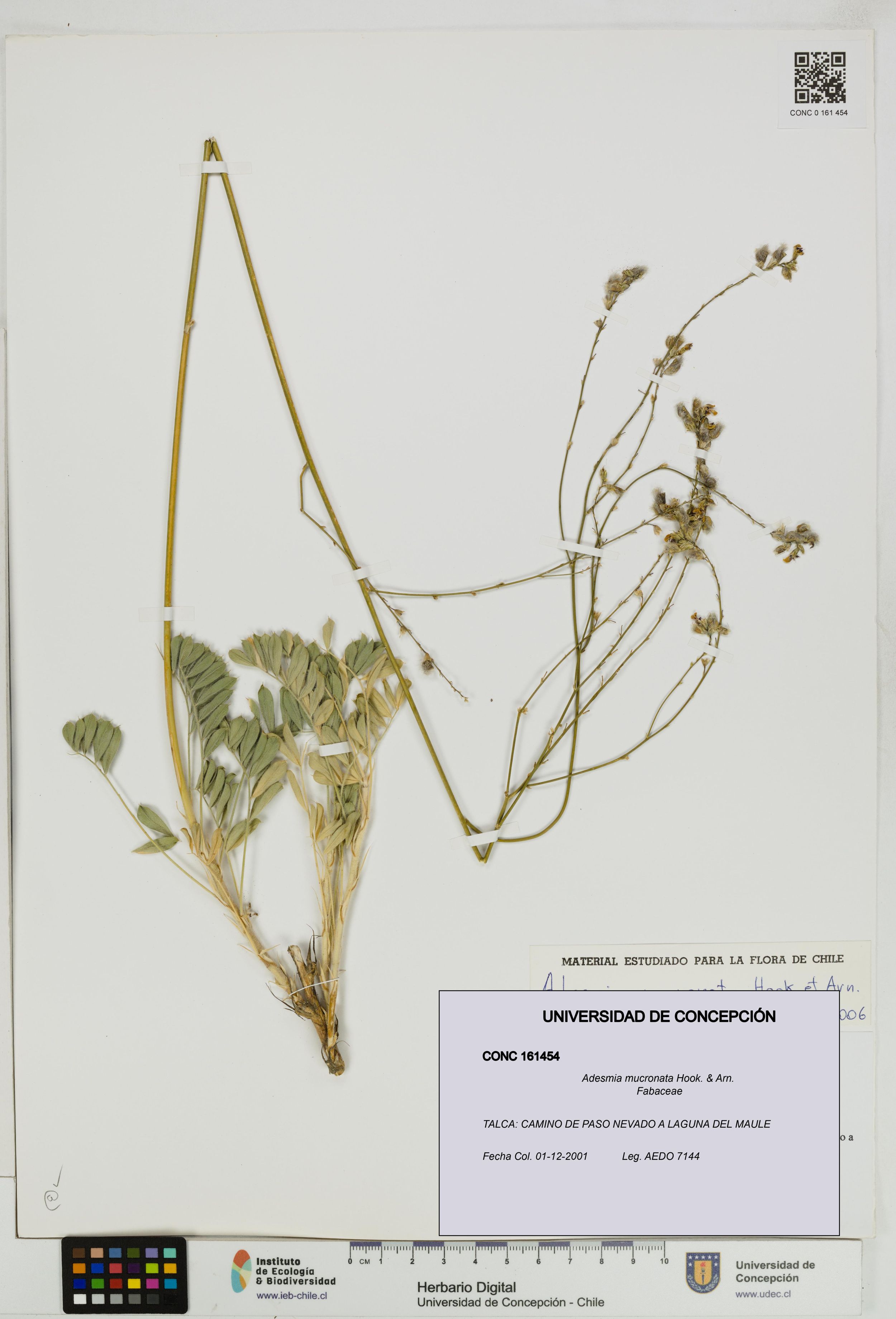 Adesmia mucronata [Espécimen: ]
