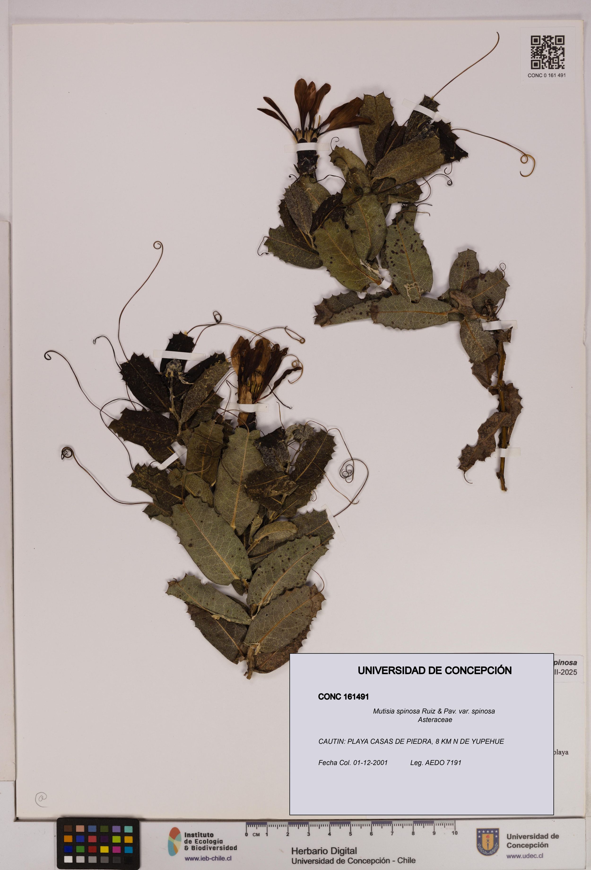 Mutisia spinosa var. spinosa [Espécimen: ]