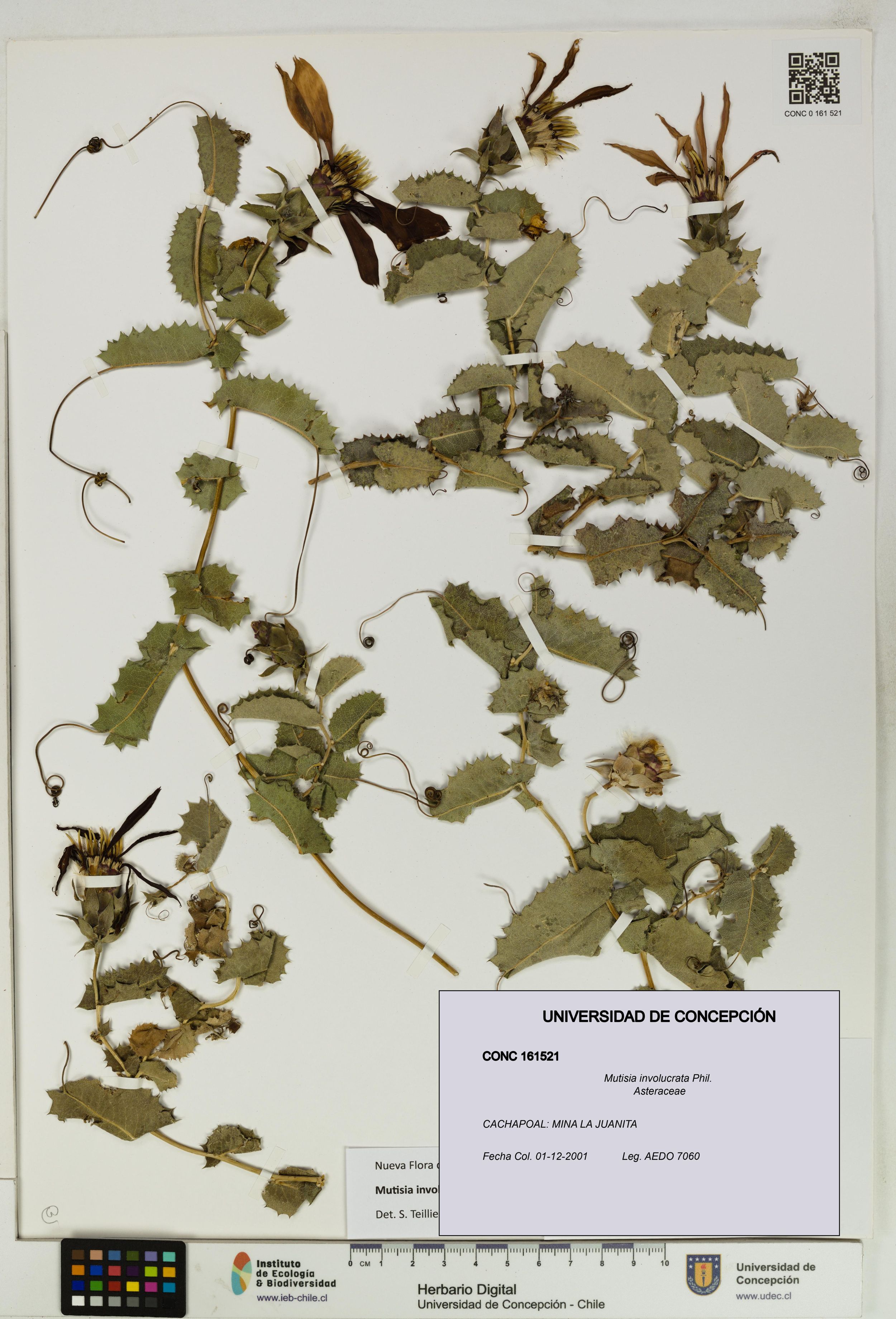 Mutisia involucrata [Espécimen: ]
