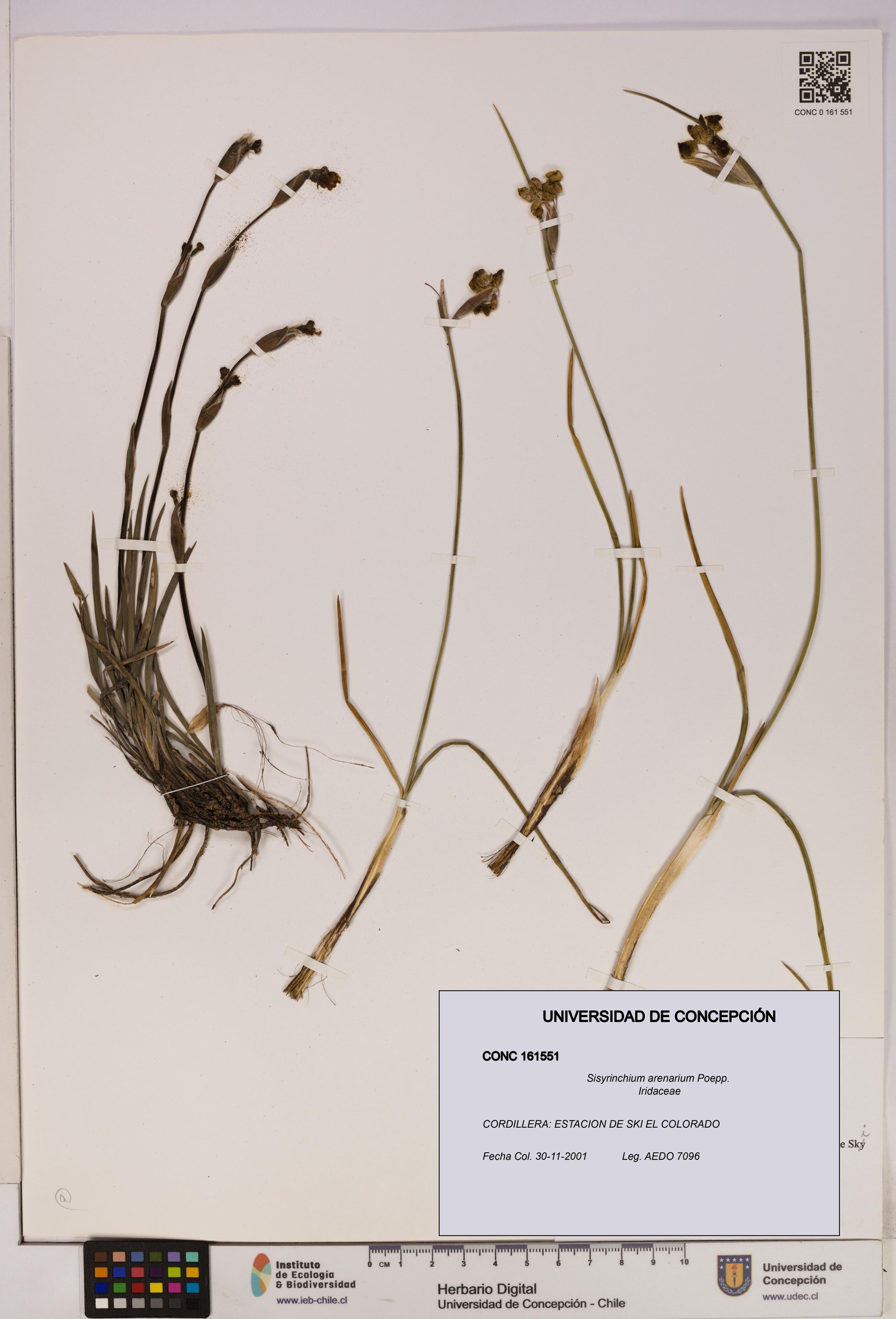 Sisyrinchium arenarium [Espécimen: ]