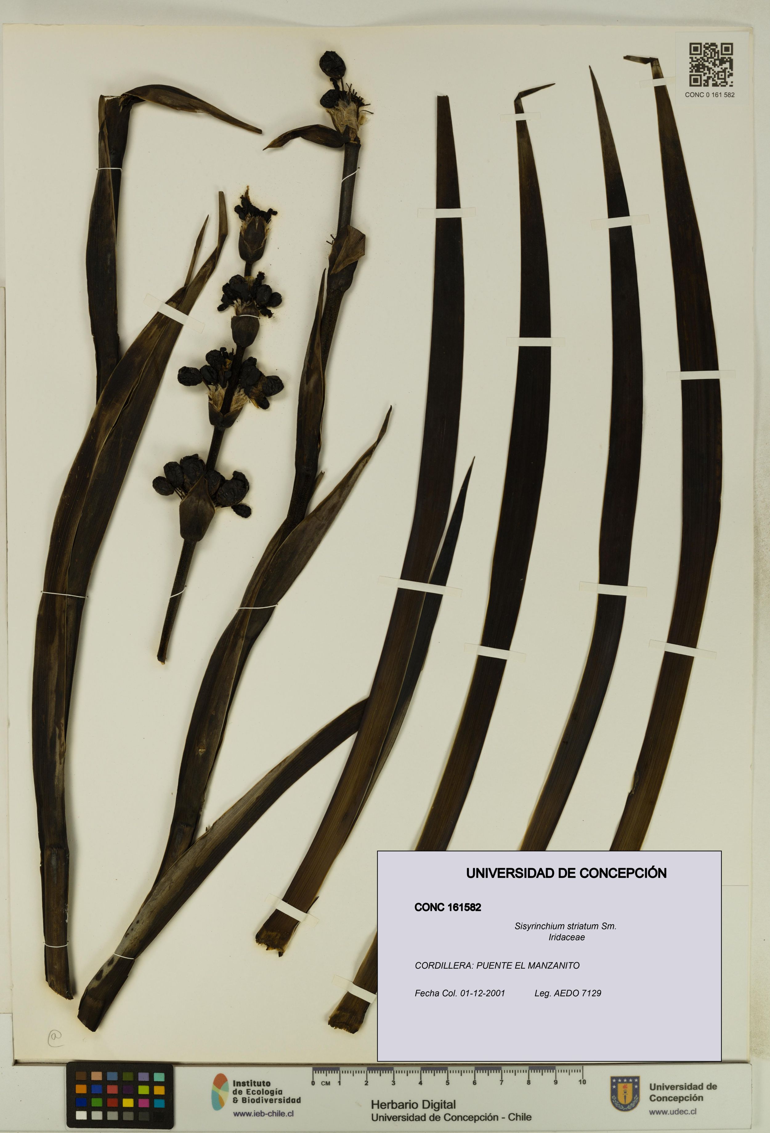 Sisyrinchium striatum [Espécimen: ]