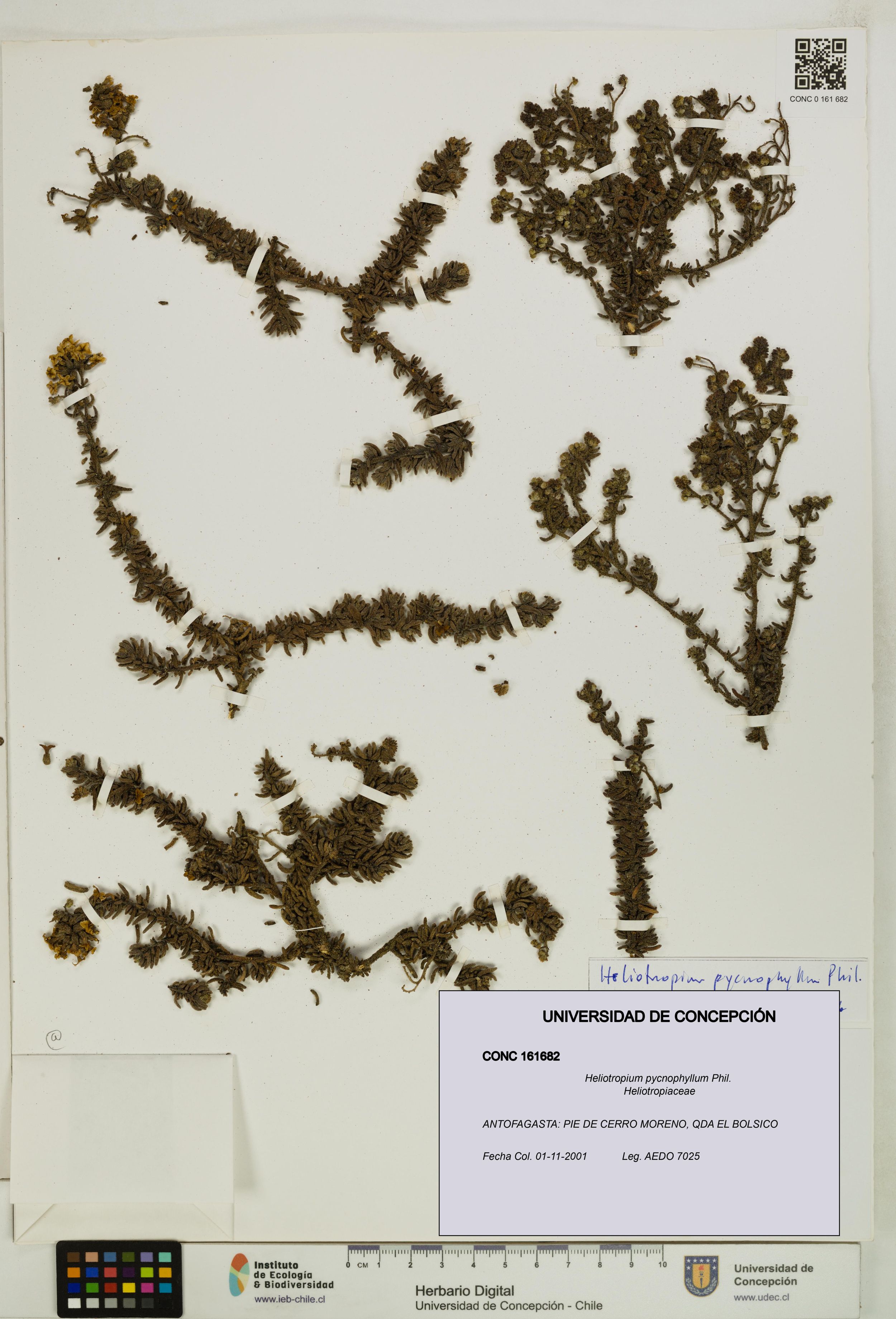 Heliotropium pycnophyllum [Espécimen: ]