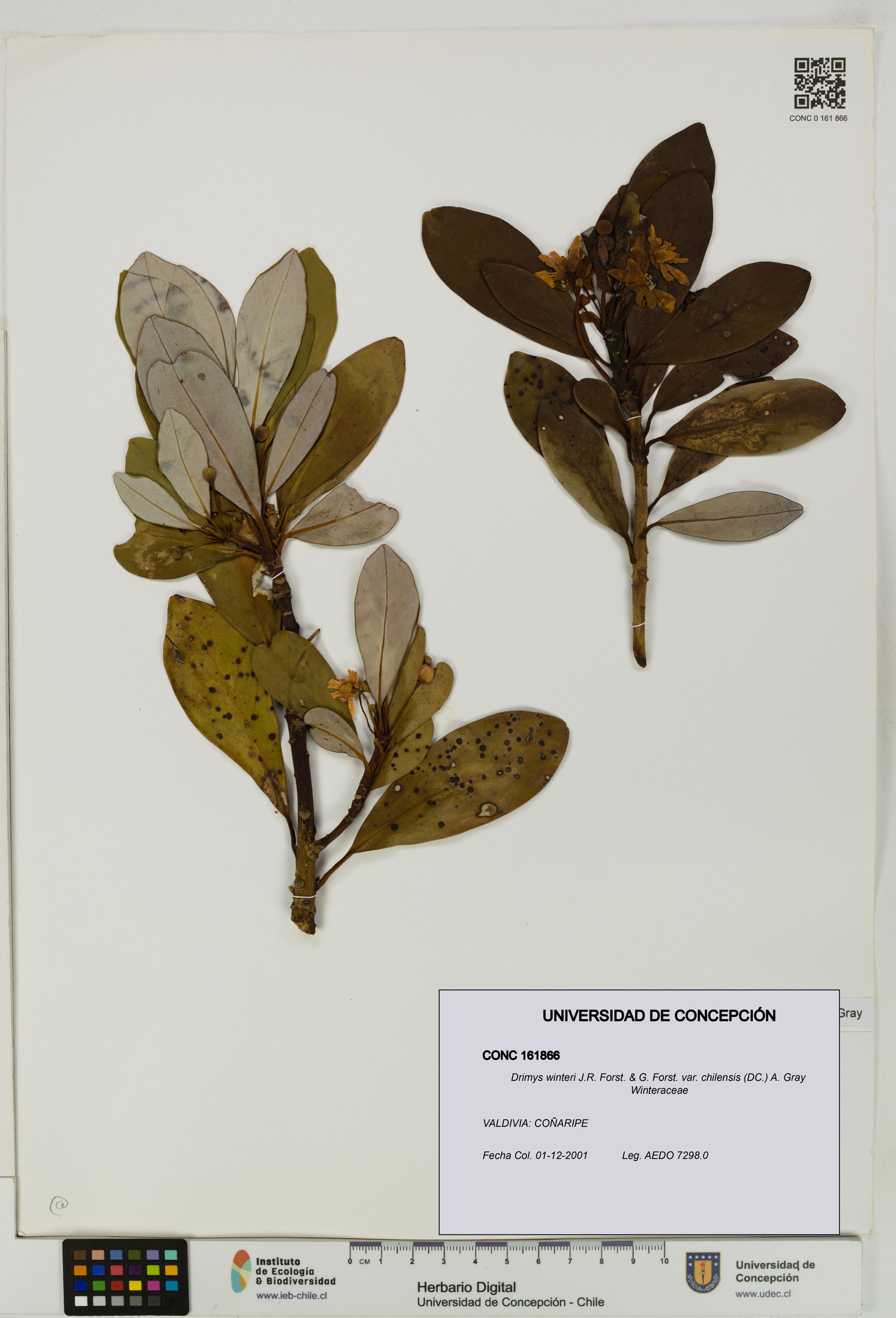 Drimys winteri var. chilensis [Espécimen: ]