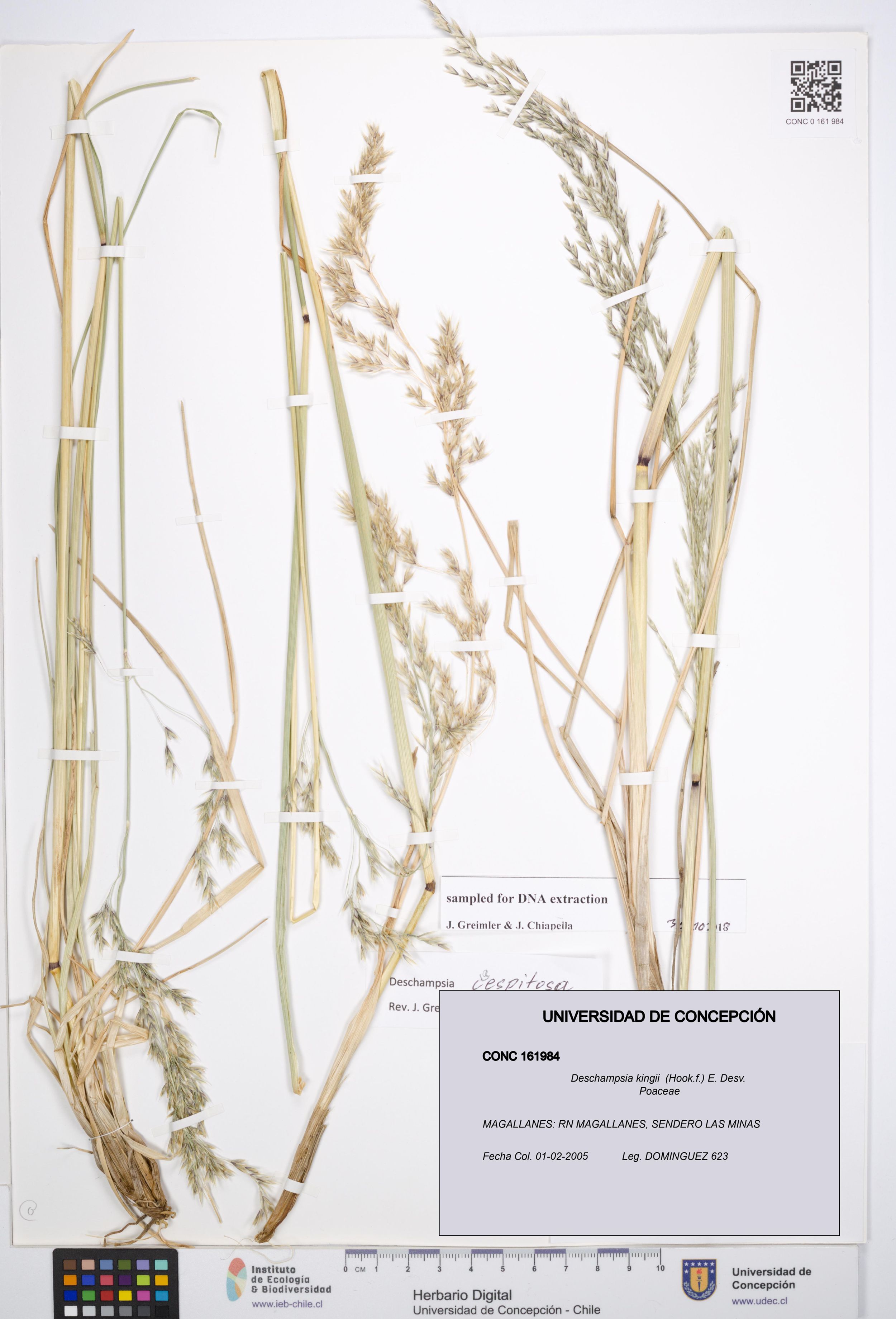 Deschampsia kingii [Espécimen: ]
