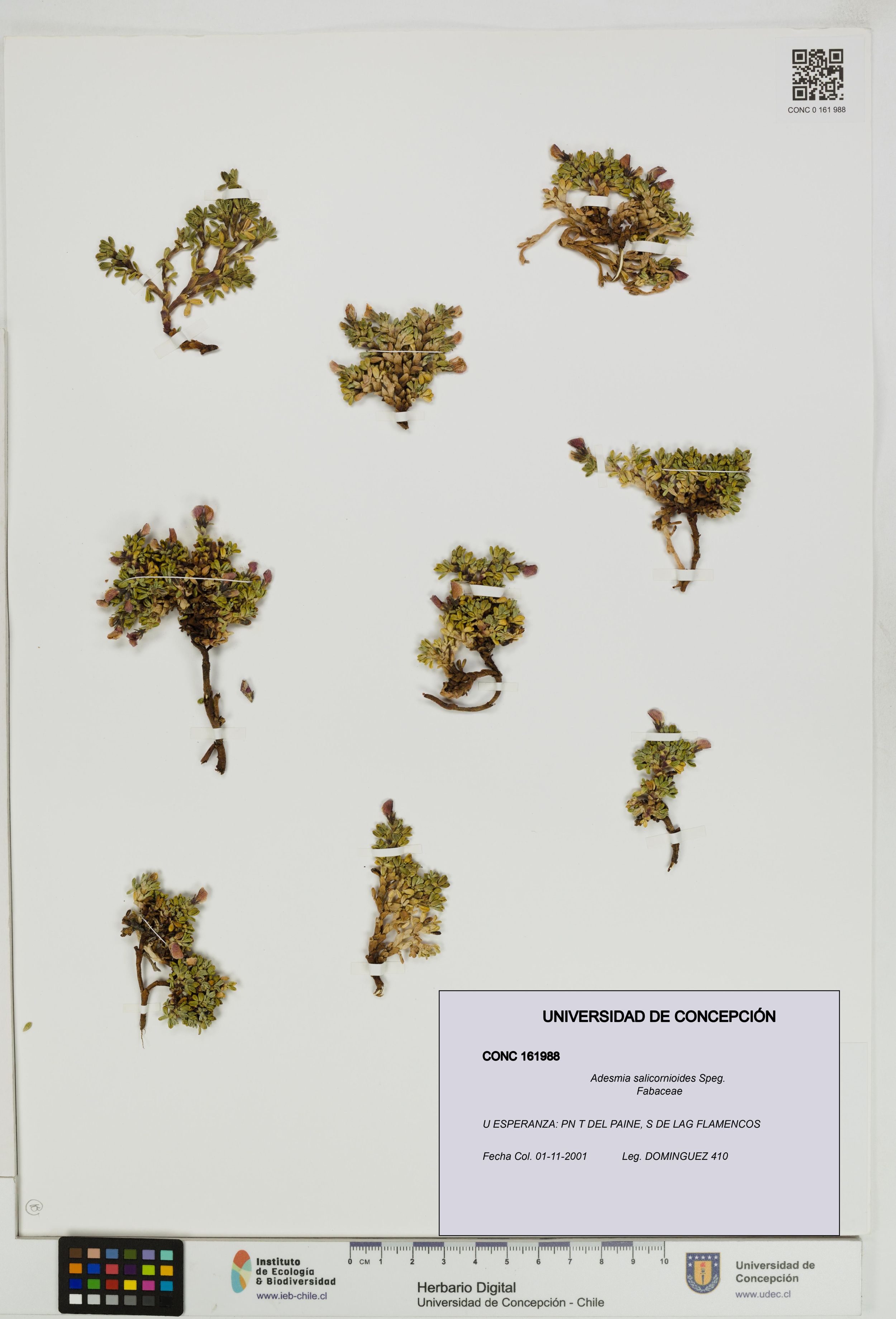 Adesmia salicornioides [Espécimen: ]