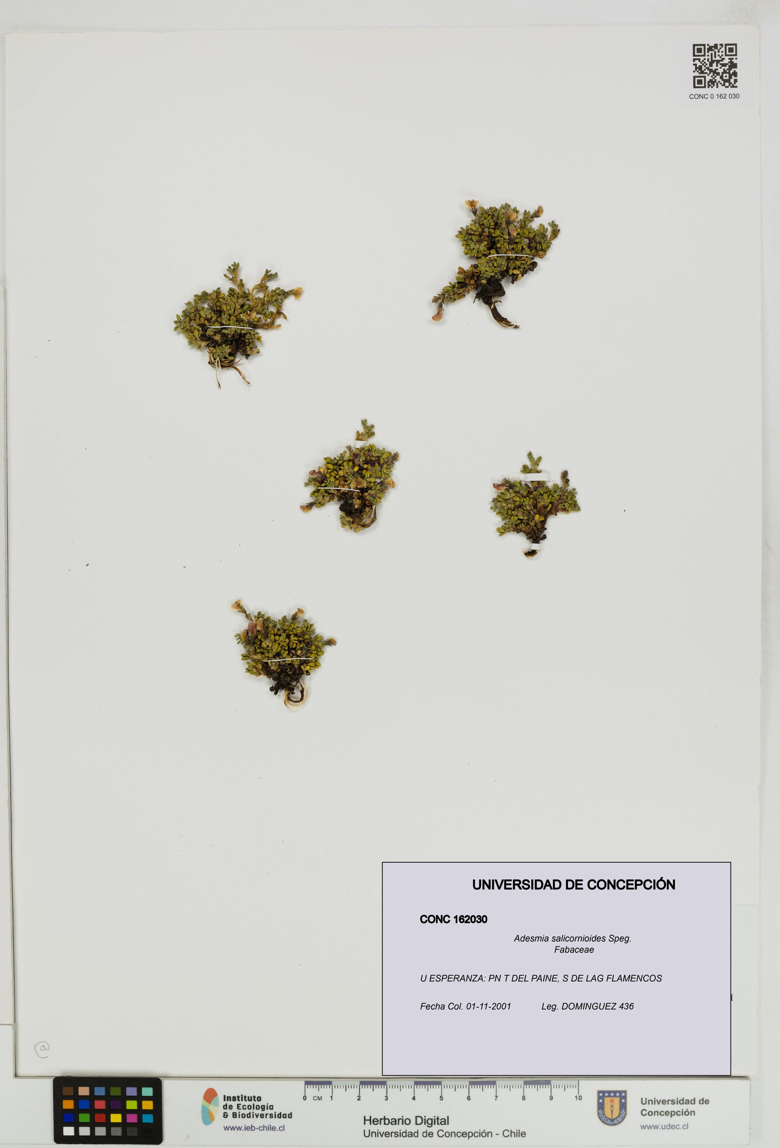Adesmia salicornioides [Espécimen: ]