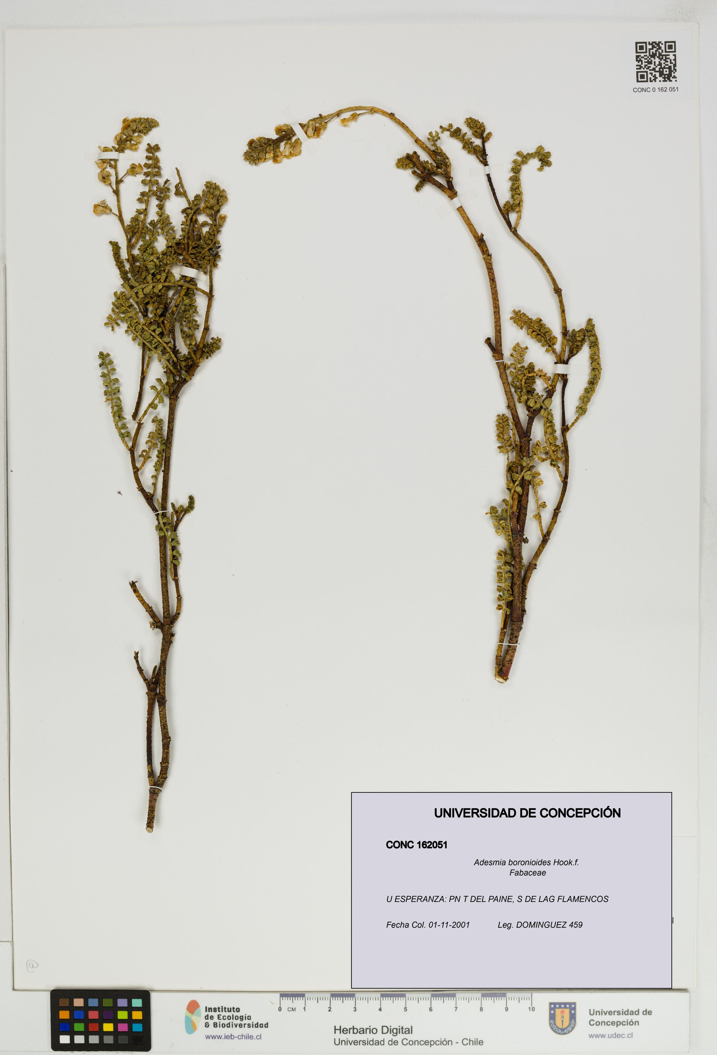 Adesmia boronioides [Espécimen: ]