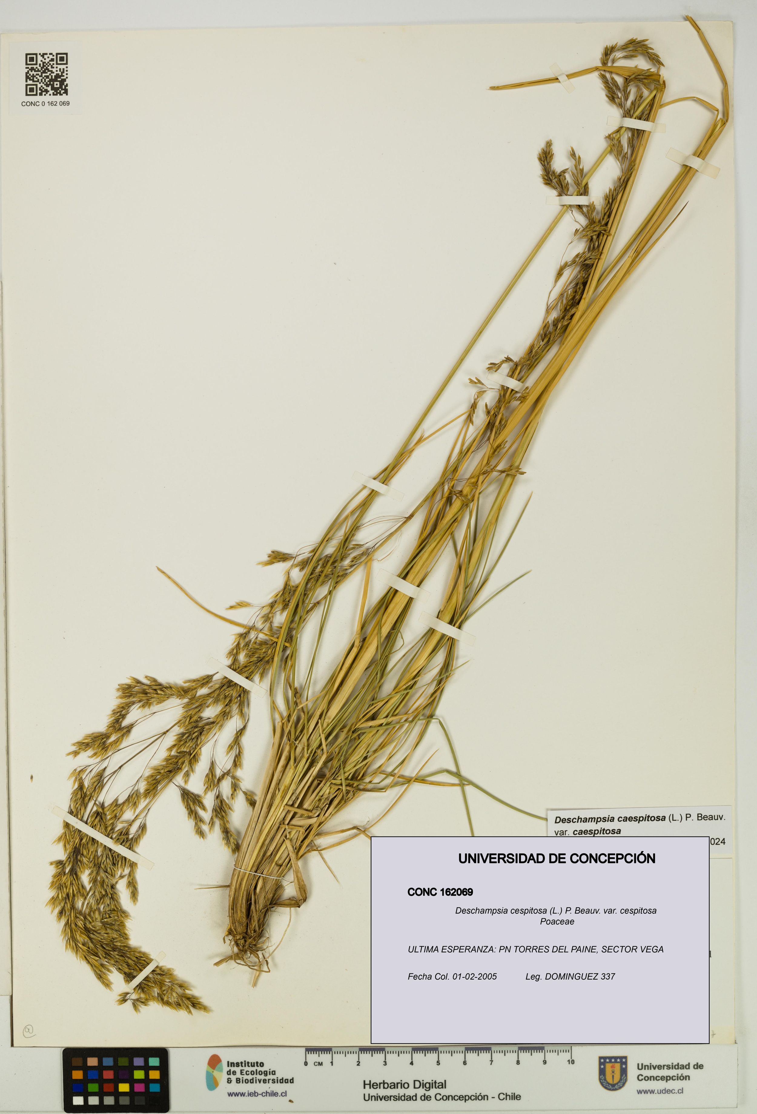 Deschampsia cespitosa var. cespitosa [Espécimen: ]