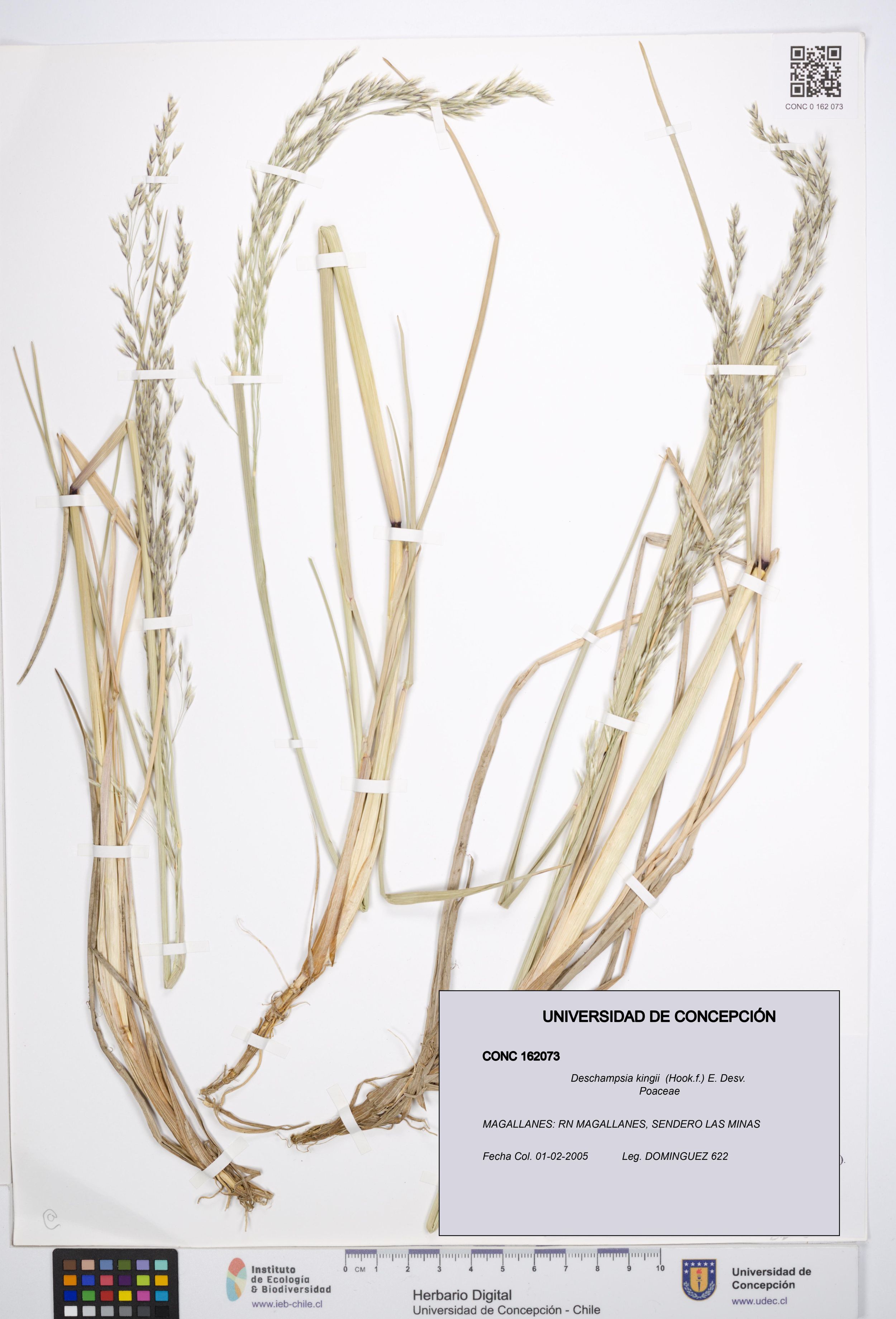 Deschampsia kingii [Espécimen: ]