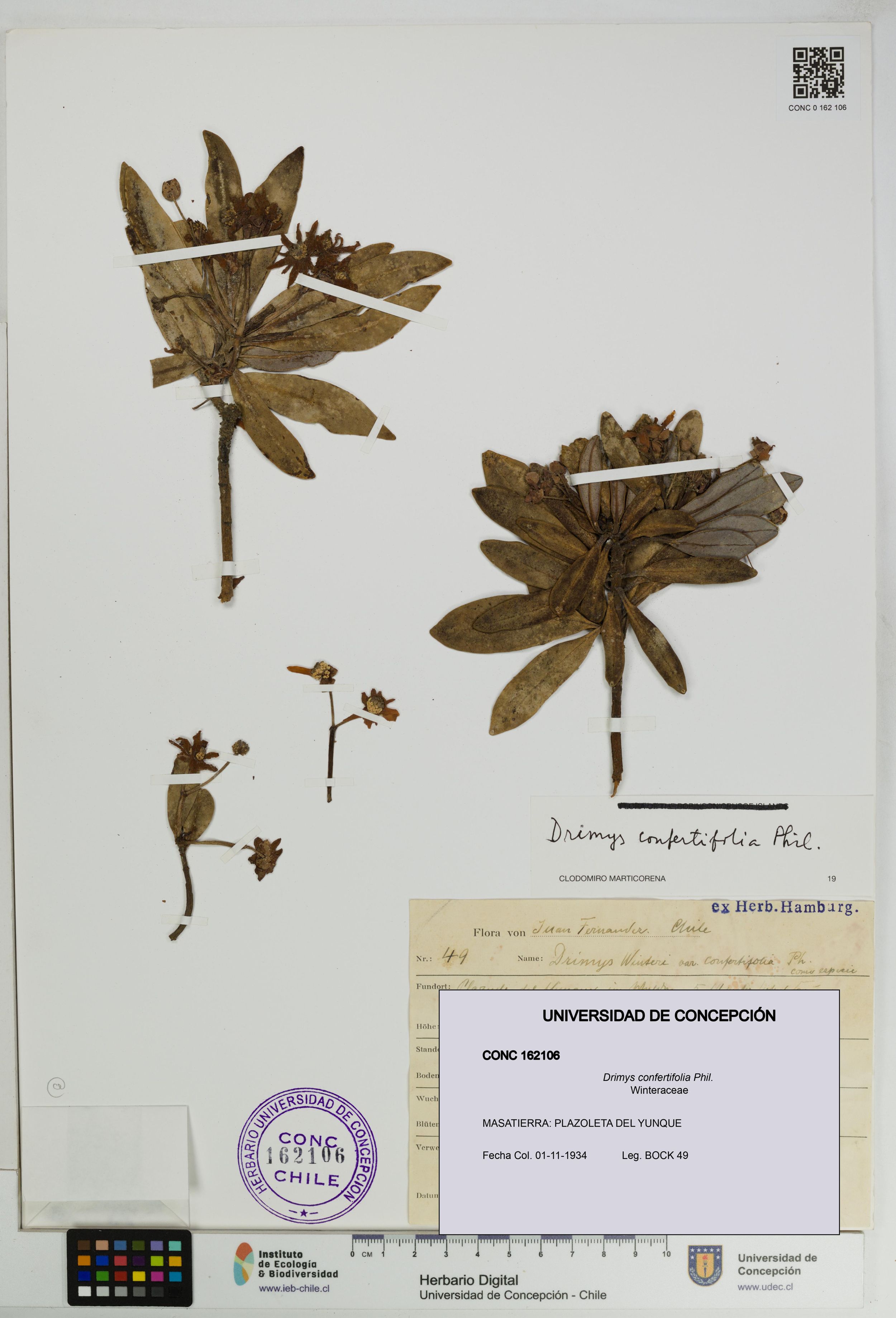Drimys confertifolia [Espécimen: ]