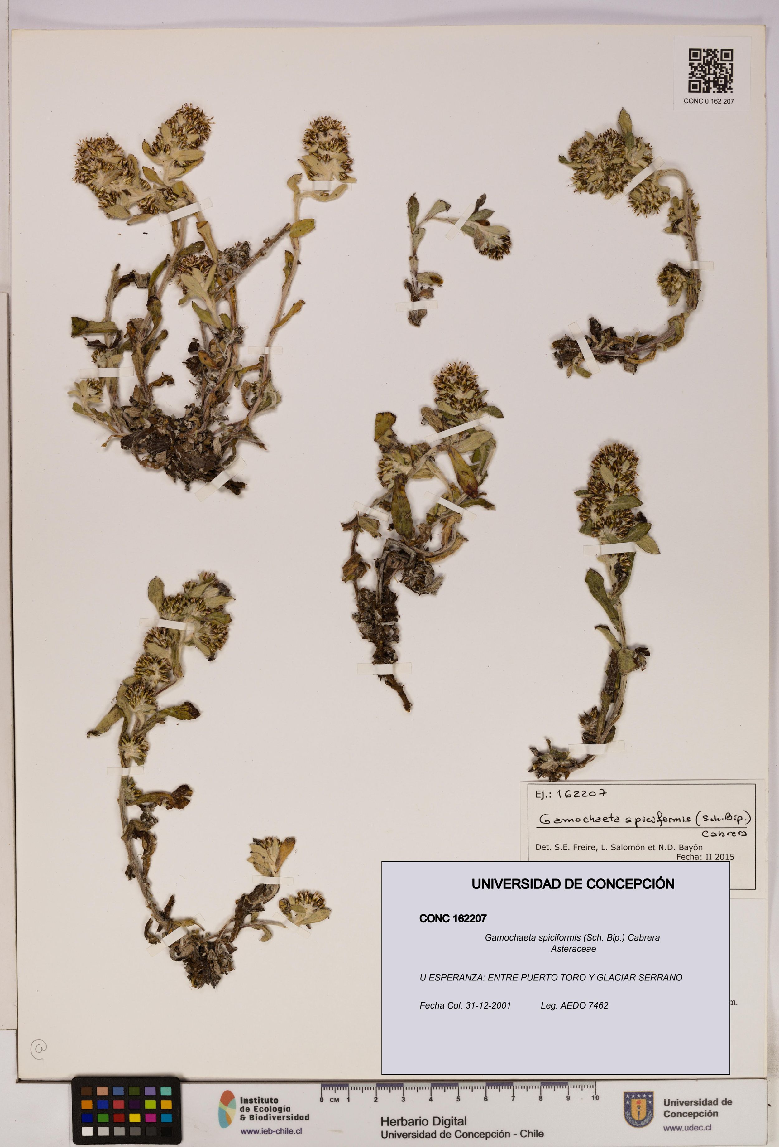 Gamochaeta spiciformis [Espécimen: ]