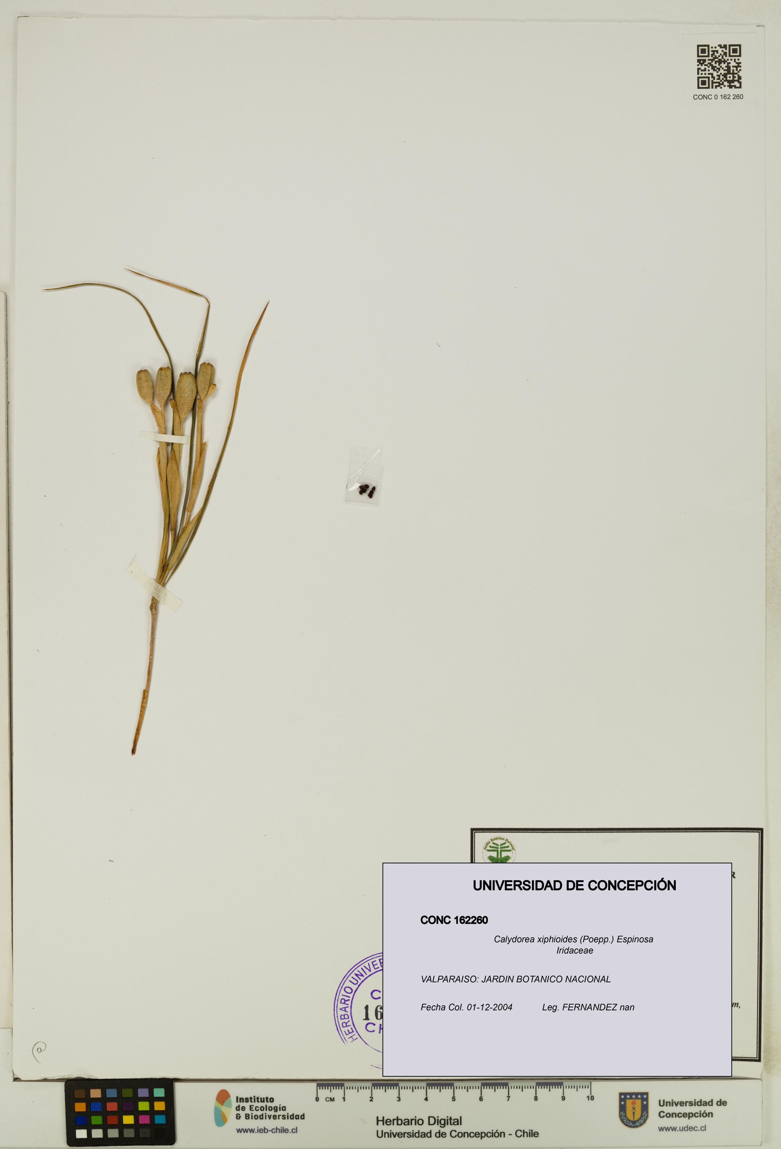 Calydorea xiphioides [Espécimen: ]