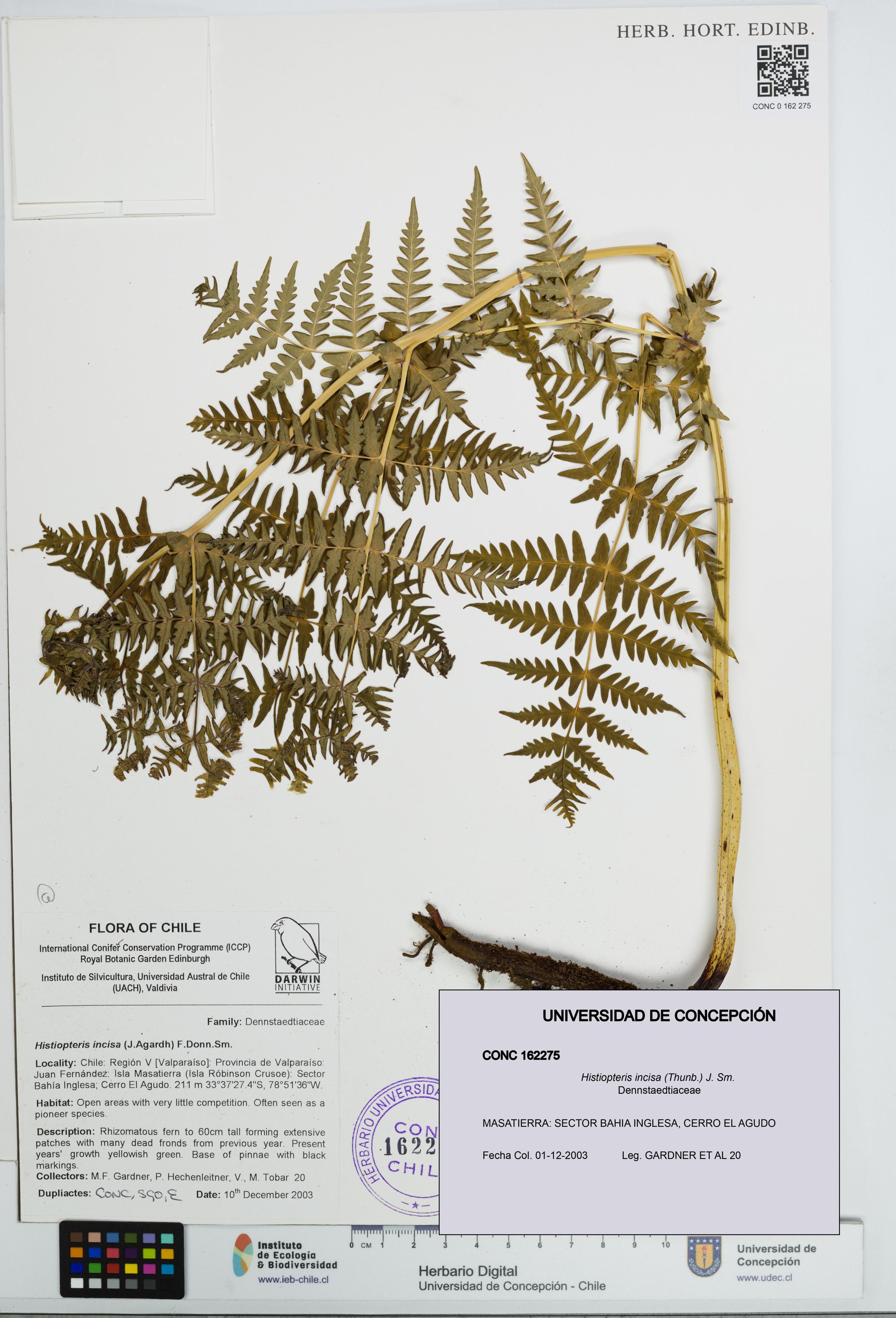 Histiopteris incisa [Espécimen: ]