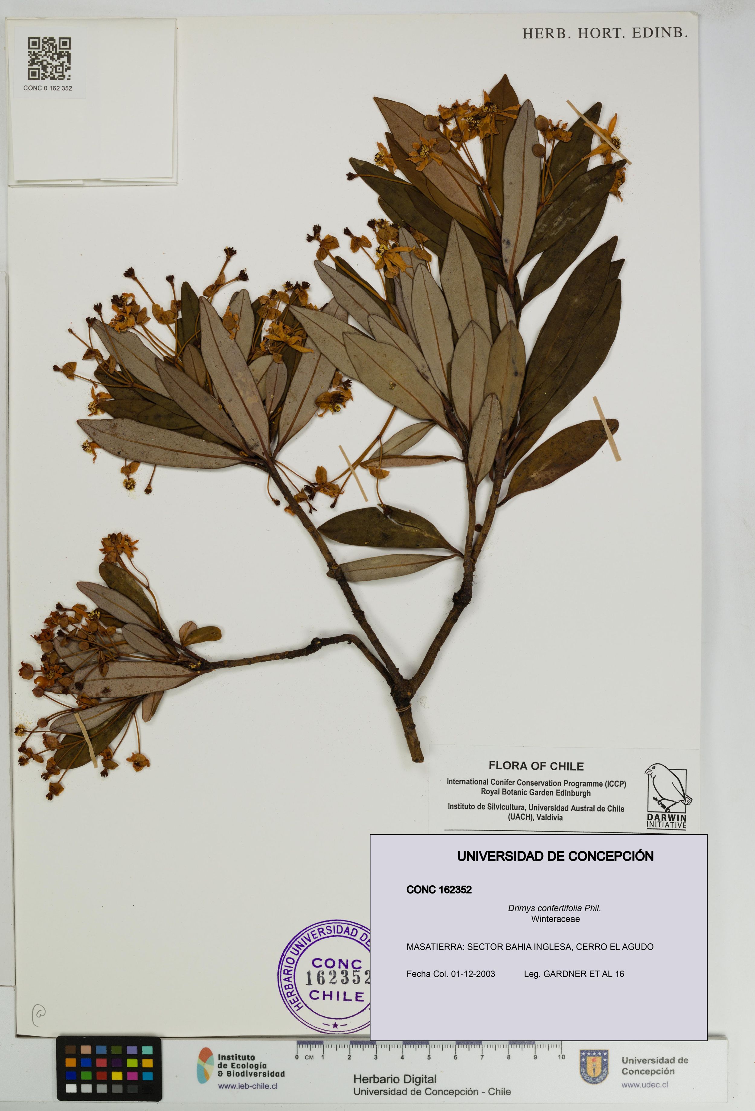 Drimys confertifolia [Espécimen: ]