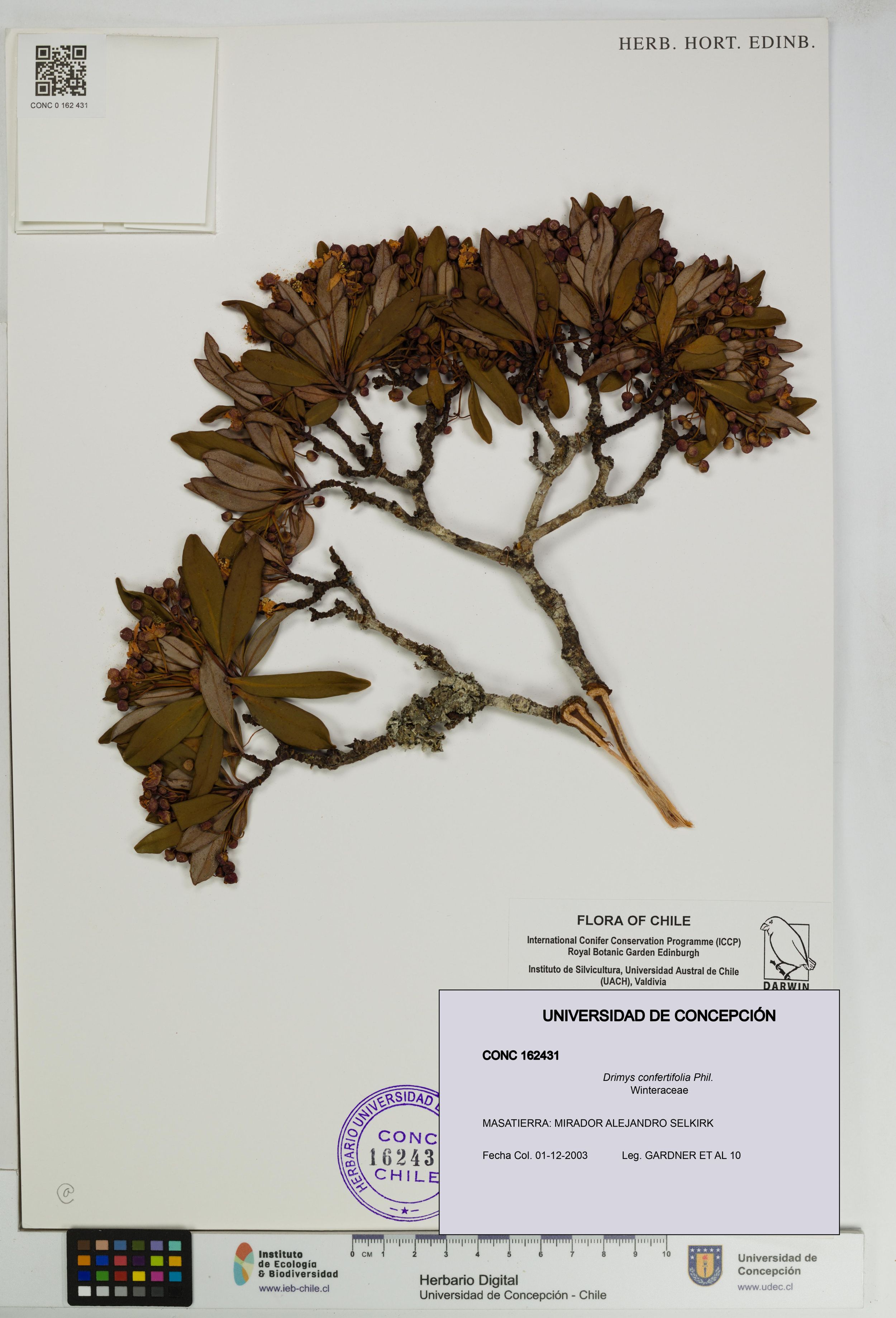 Drimys confertifolia [Espécimen: ]