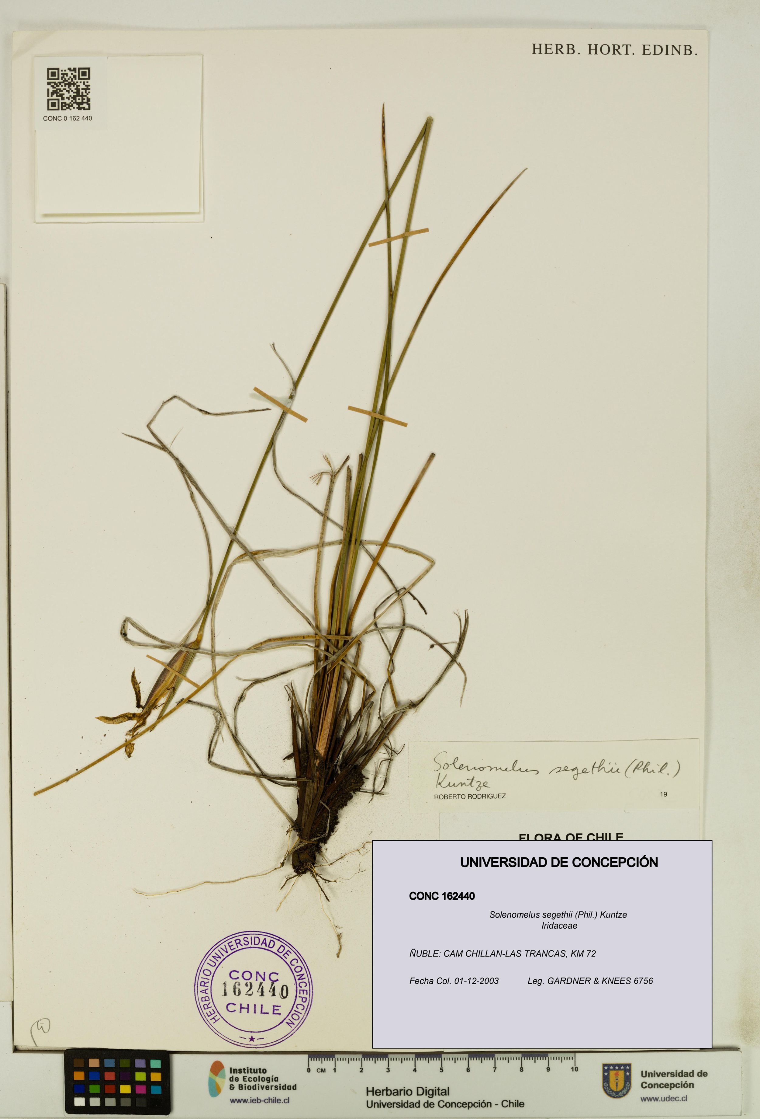 Solenomelus segethii [Espécimen: ]