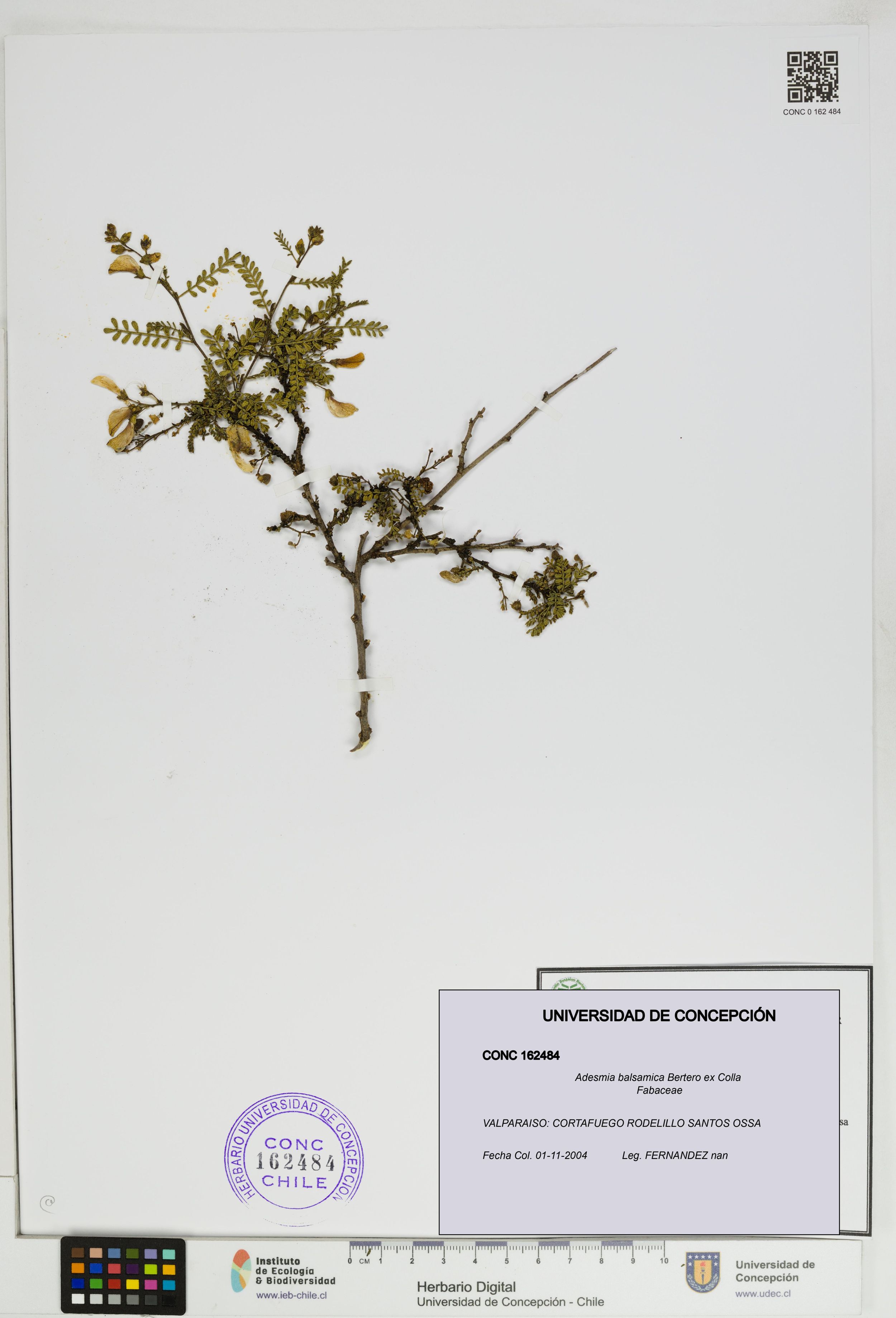 Adesmia balsamica [Espécimen: ]