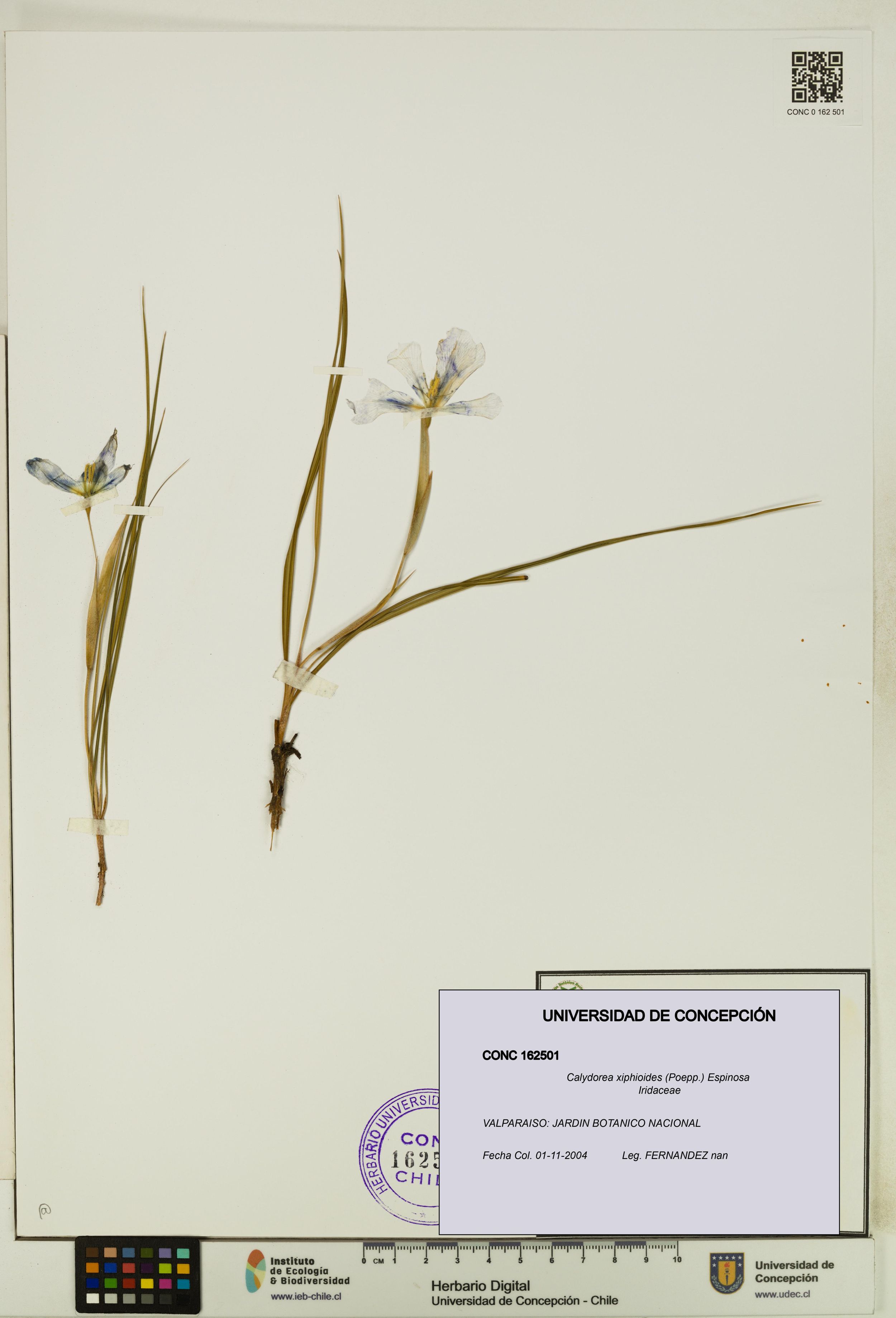 Calydorea xiphioides [Espécimen: ]