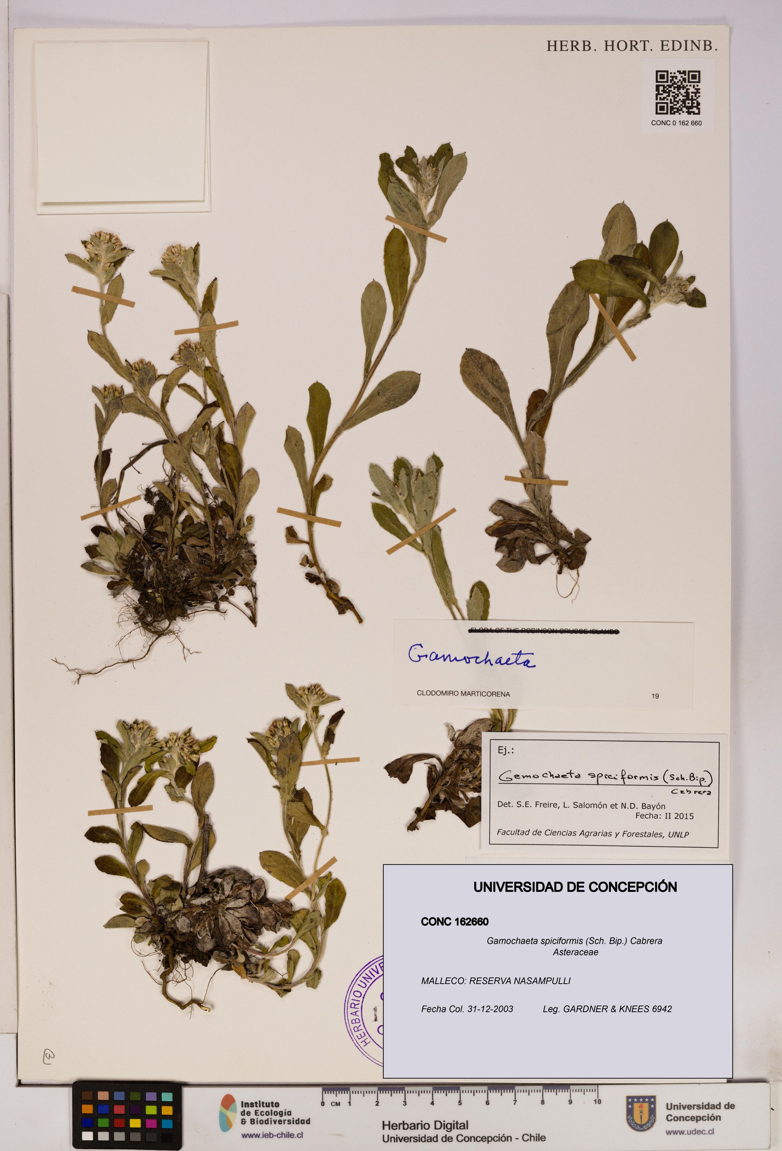 Gamochaeta spiciformis [Espécimen: ]
