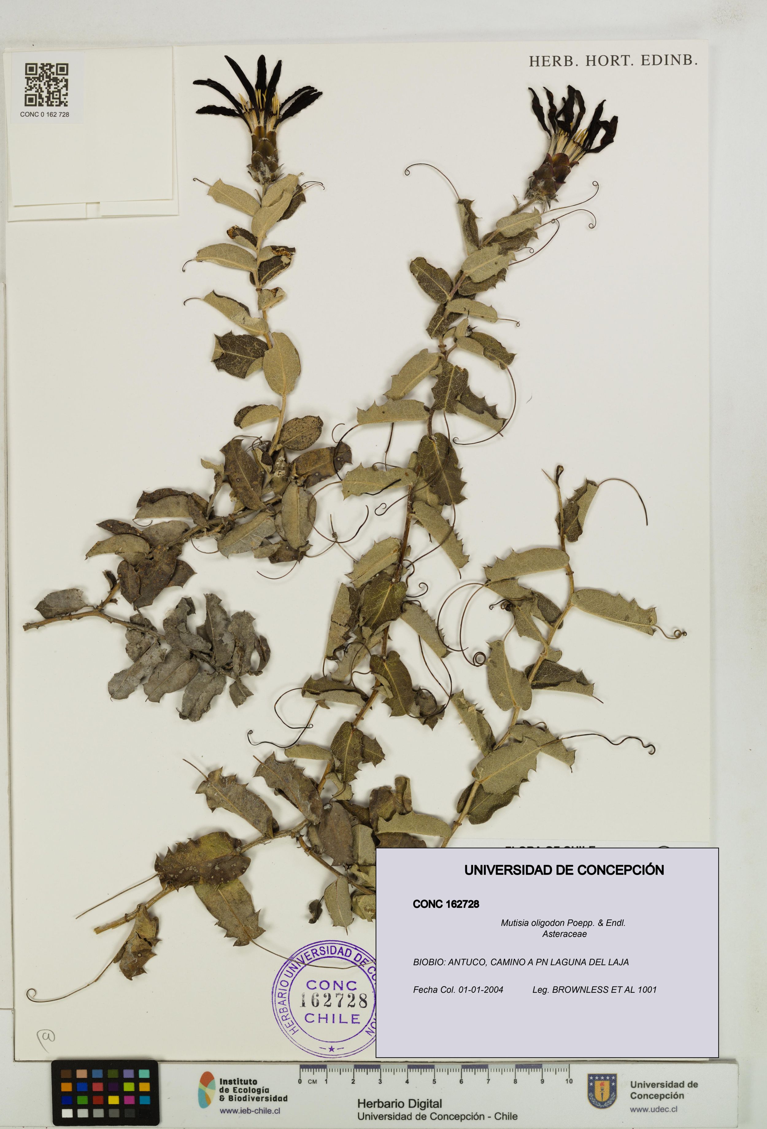 Mutisia oligodon [Espécimen: ]