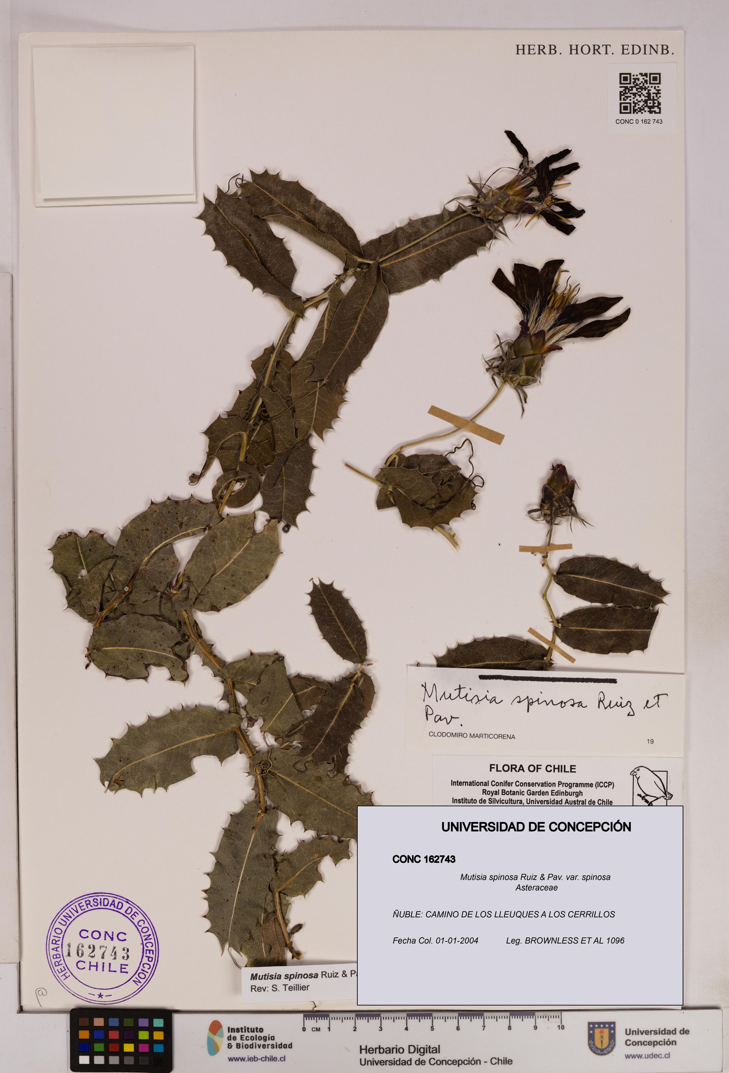 Mutisia spinosa var. spinosa [Espécimen: ]