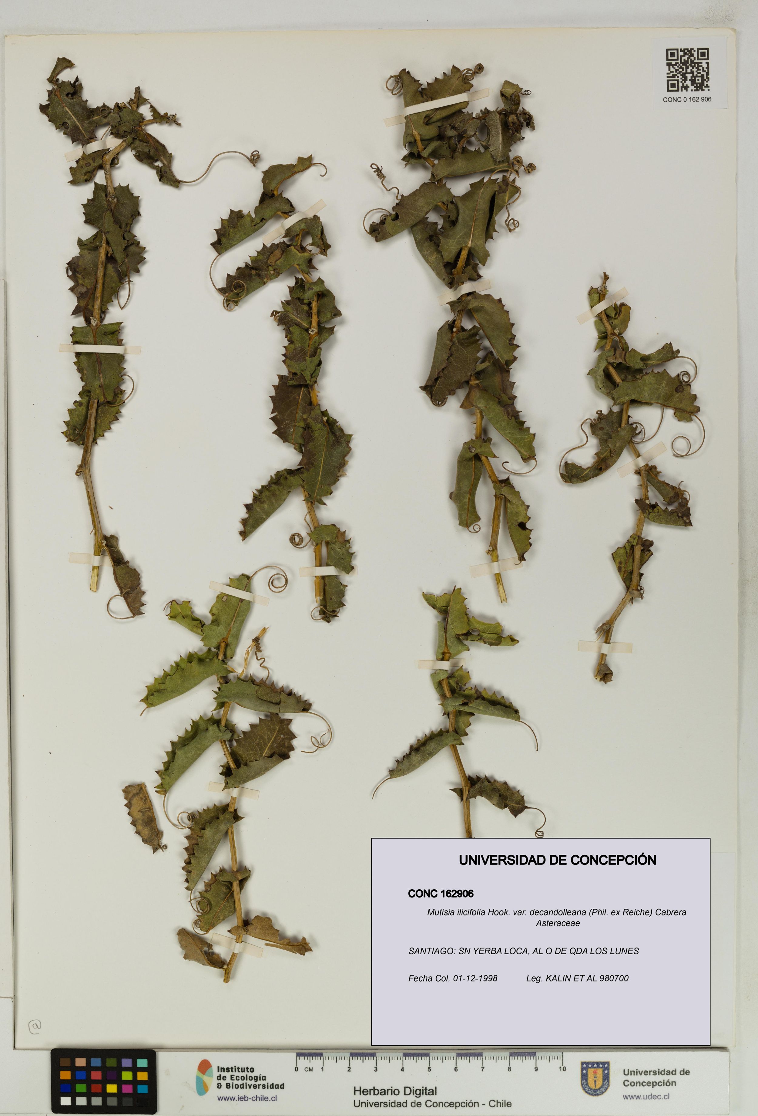 Mutisia ilicifolia var. decandolleana [Espécimen: ]