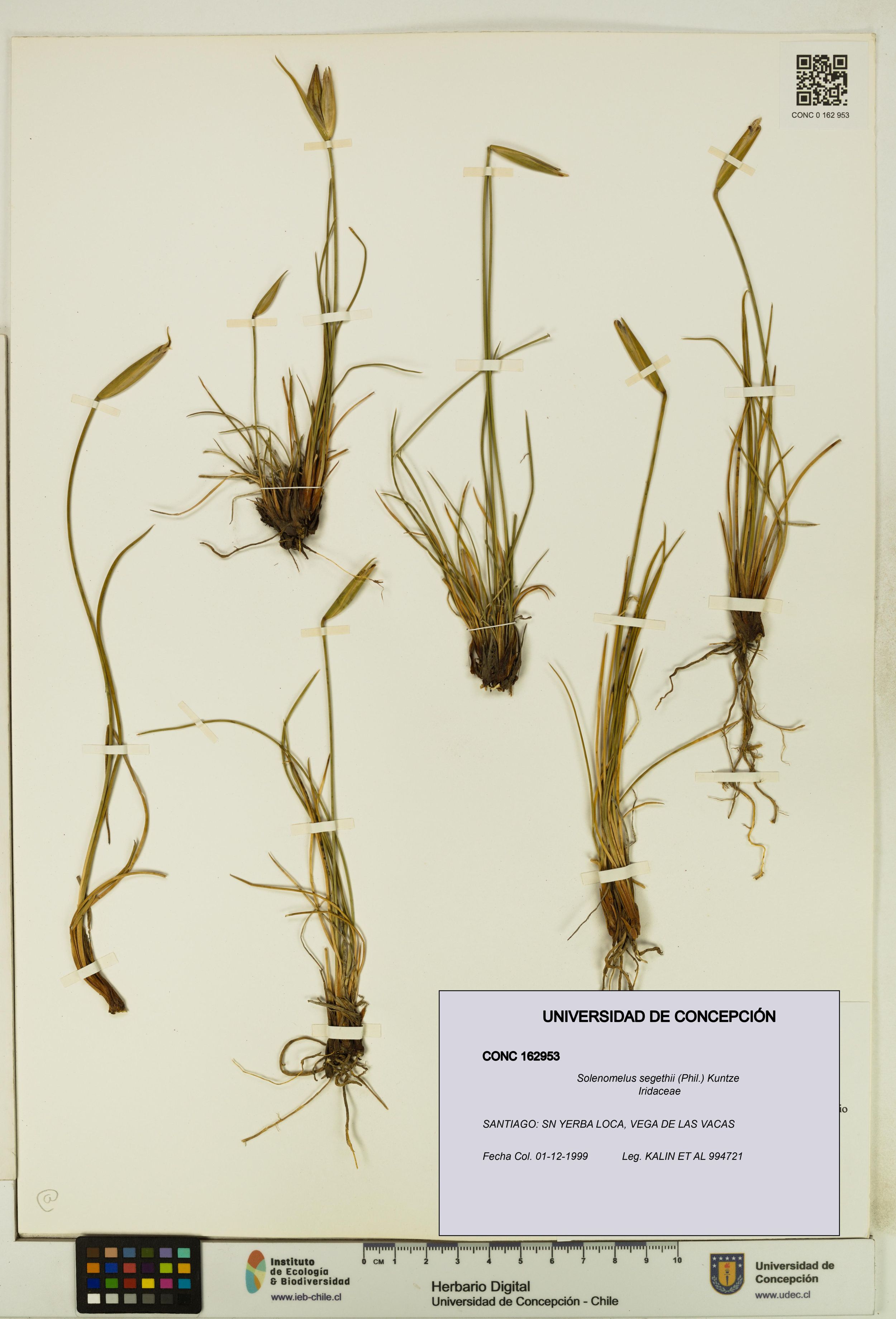 Solenomelus segethii [Espécimen: ]