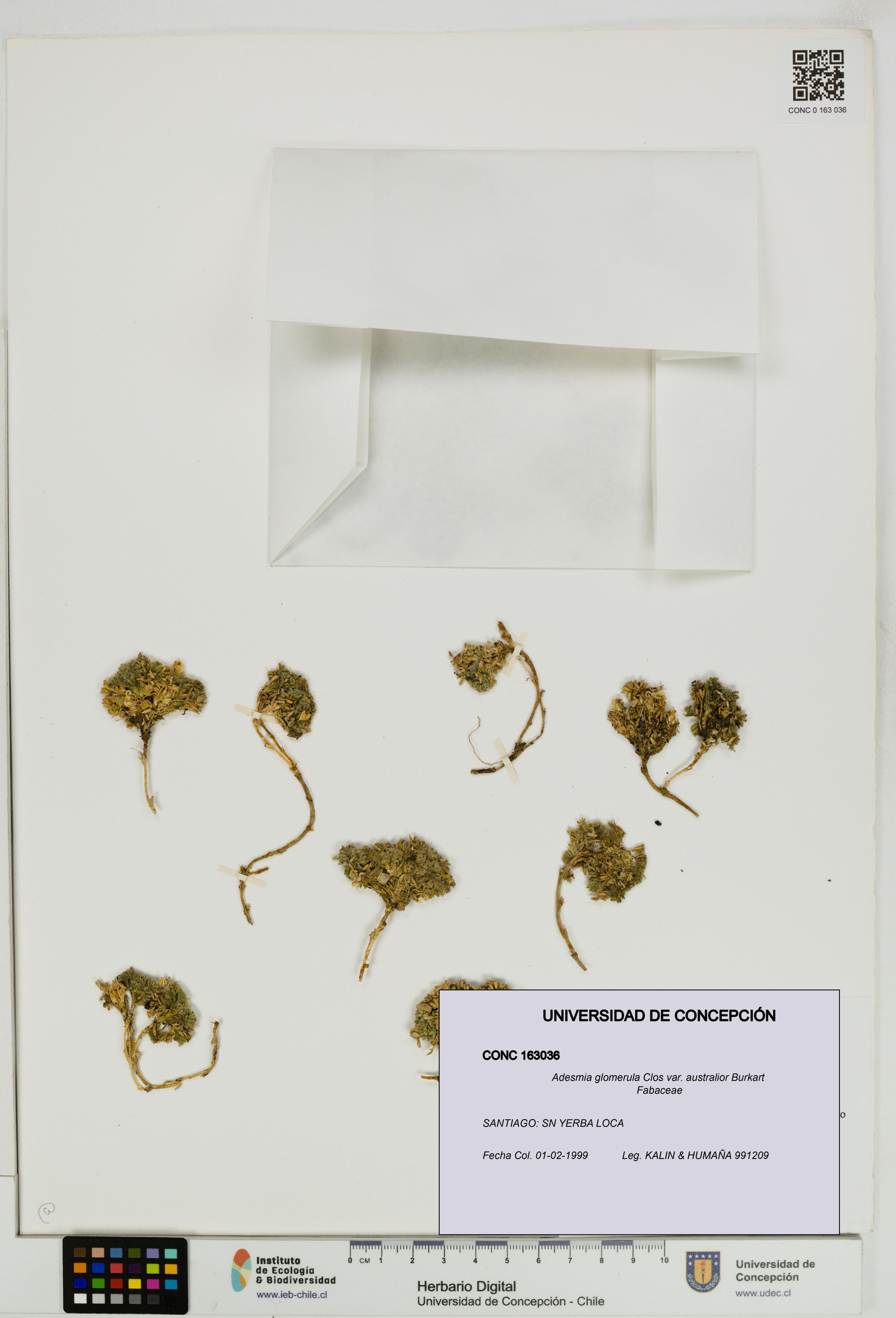 Adesmia glomerula var. glomerula [Espécimen: ]