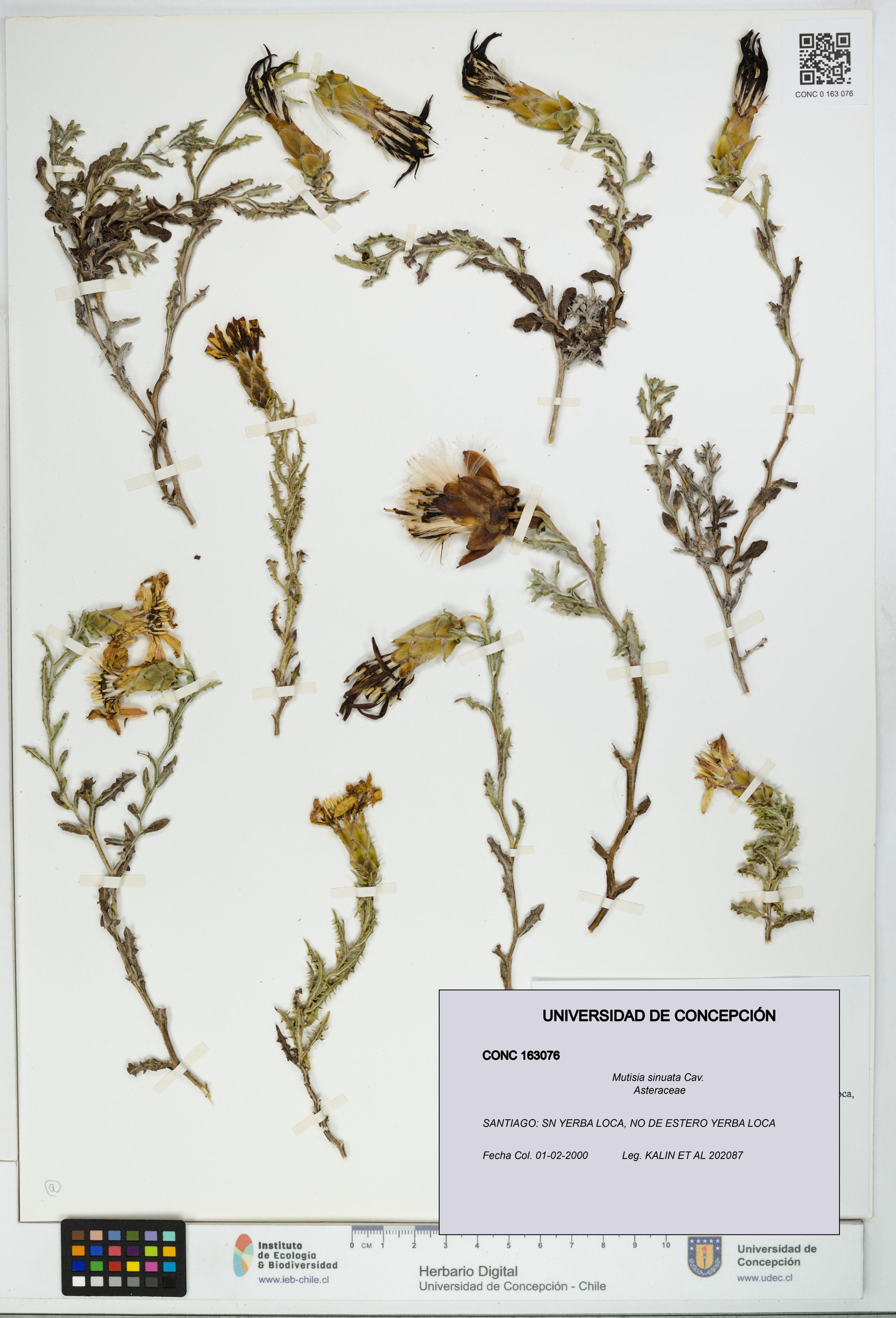 Mutisia sinuata [Espécimen: ]