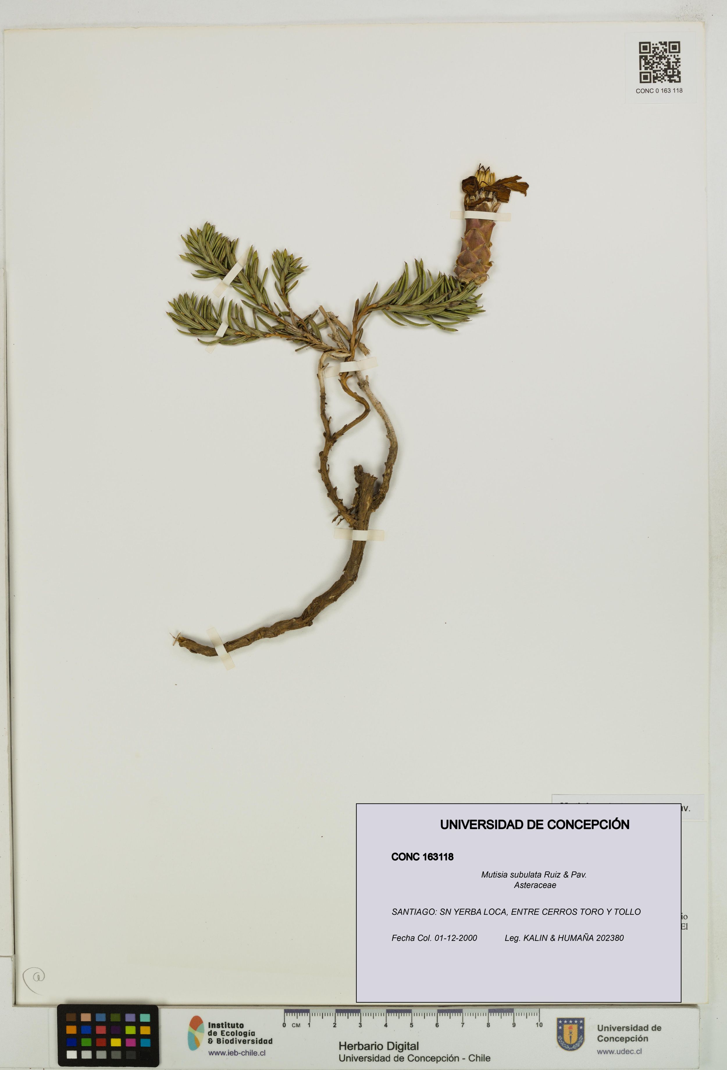 Mutisia subulata [Espécimen: ]