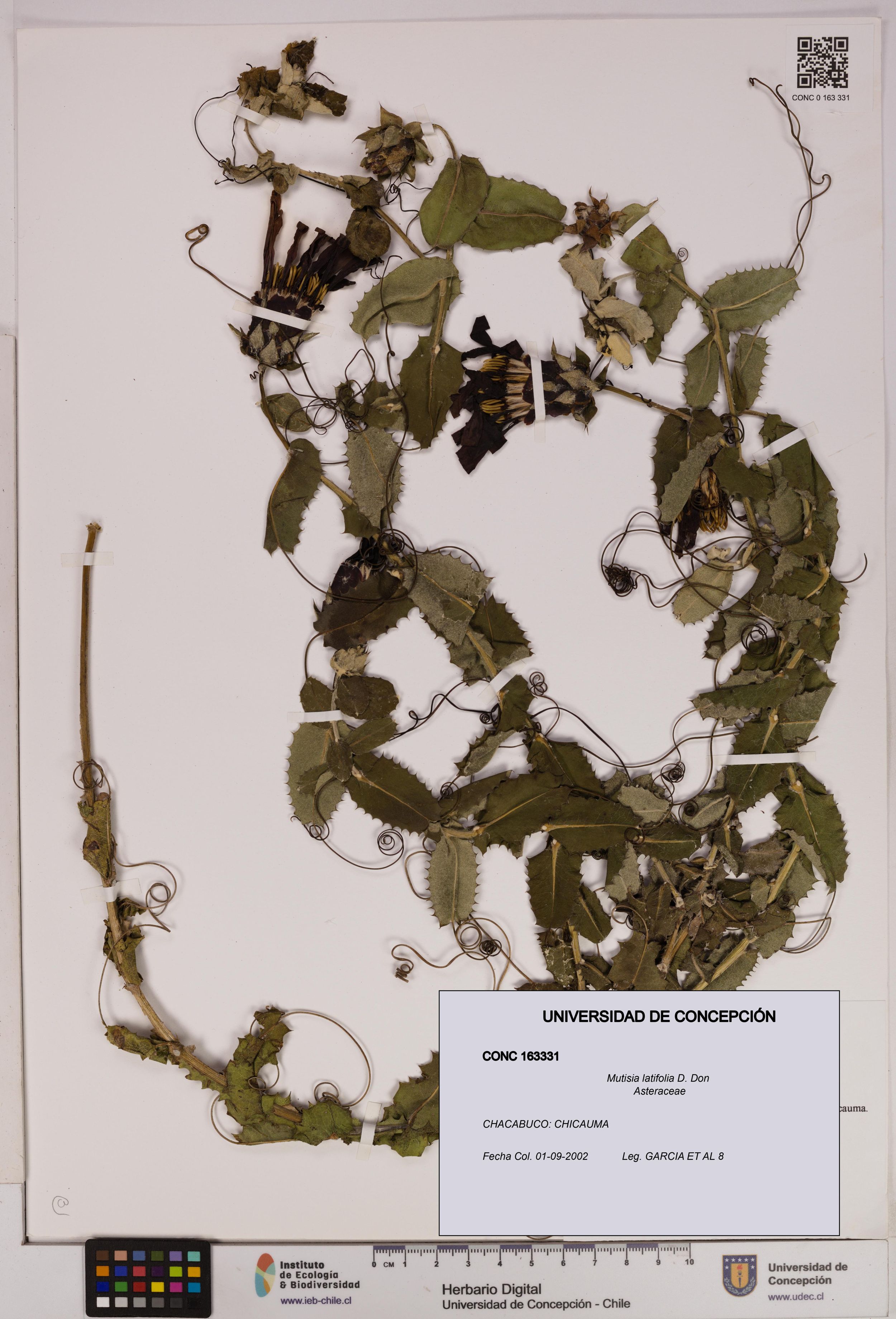 Mutisia latifolia [Espécimen: ]