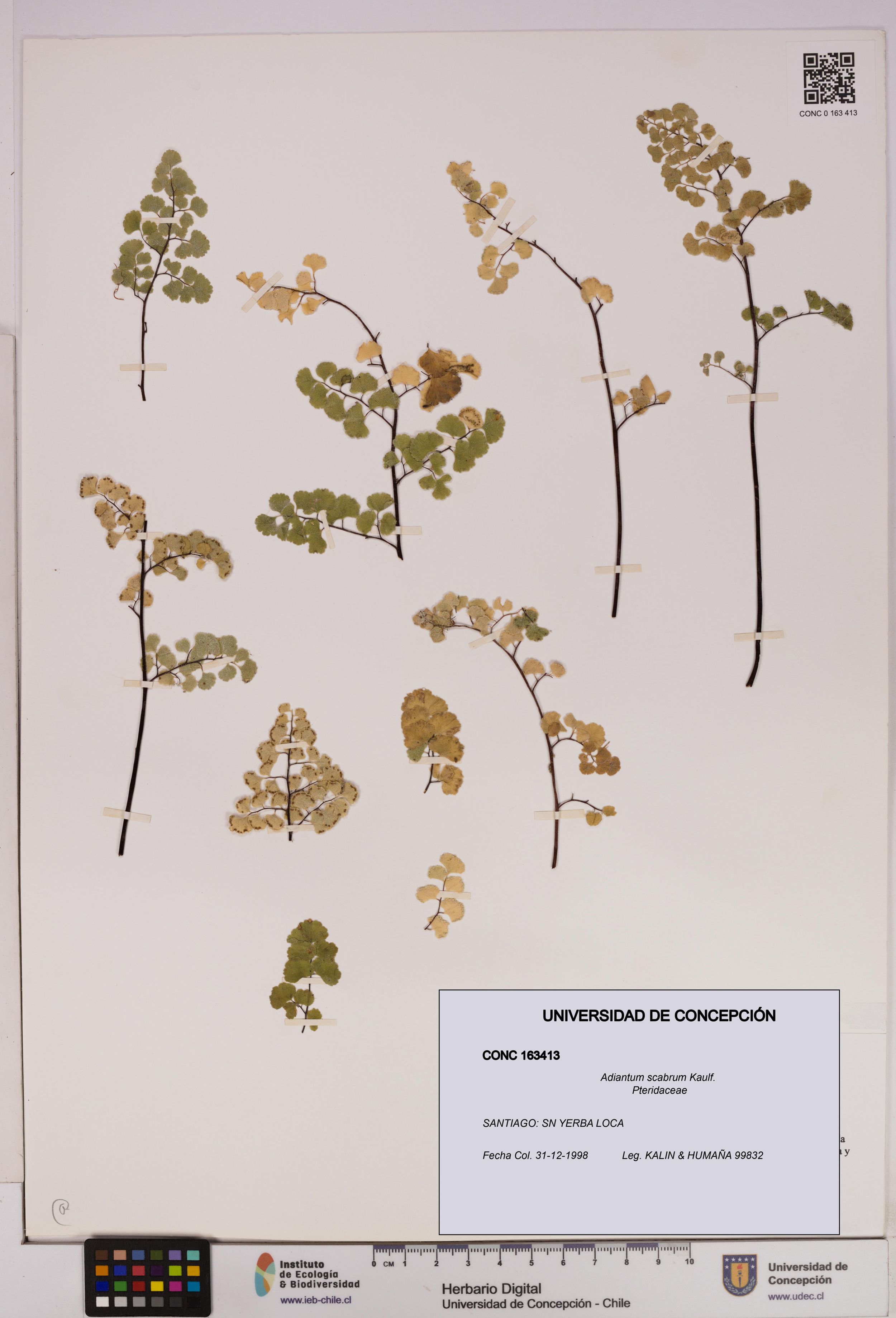 Adiantum scabrum [Espécimen: ]