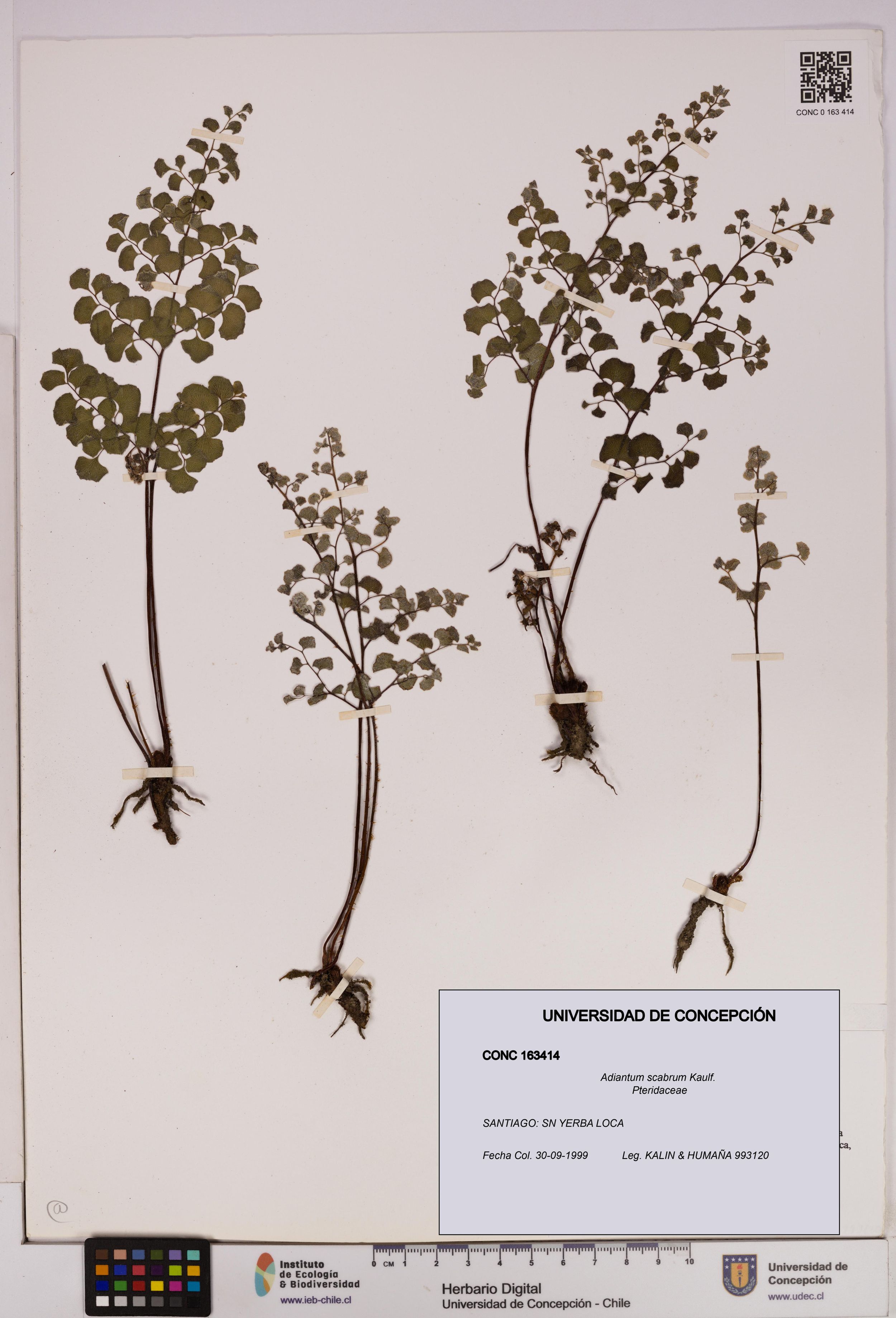 Adiantum scabrum [Espécimen: ]