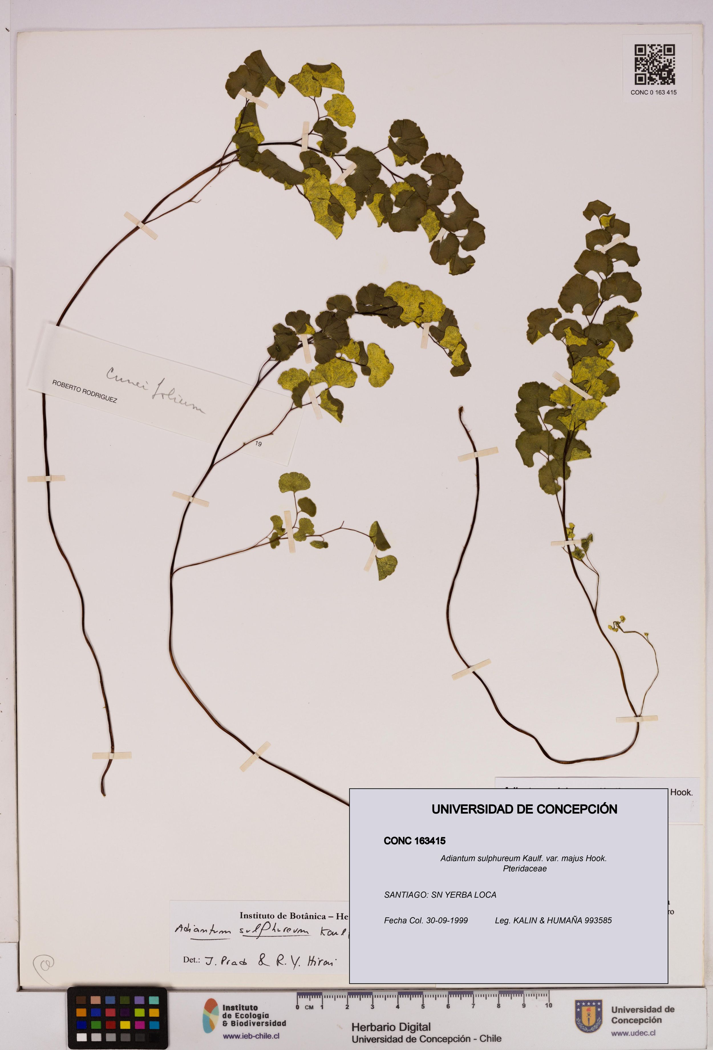 Adiantum sulphureum [Espécimen: ]